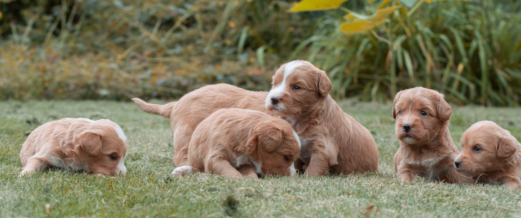 Medium Doodle pups bij Kennel van de Koeberg