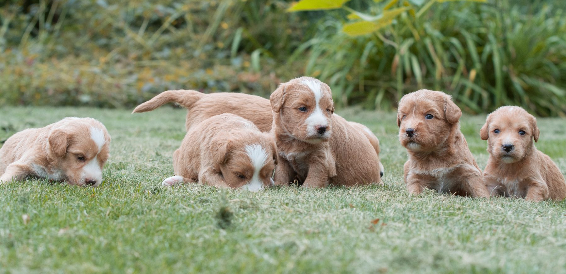 Medium Doodle pups bij Kennel van de Koeberg