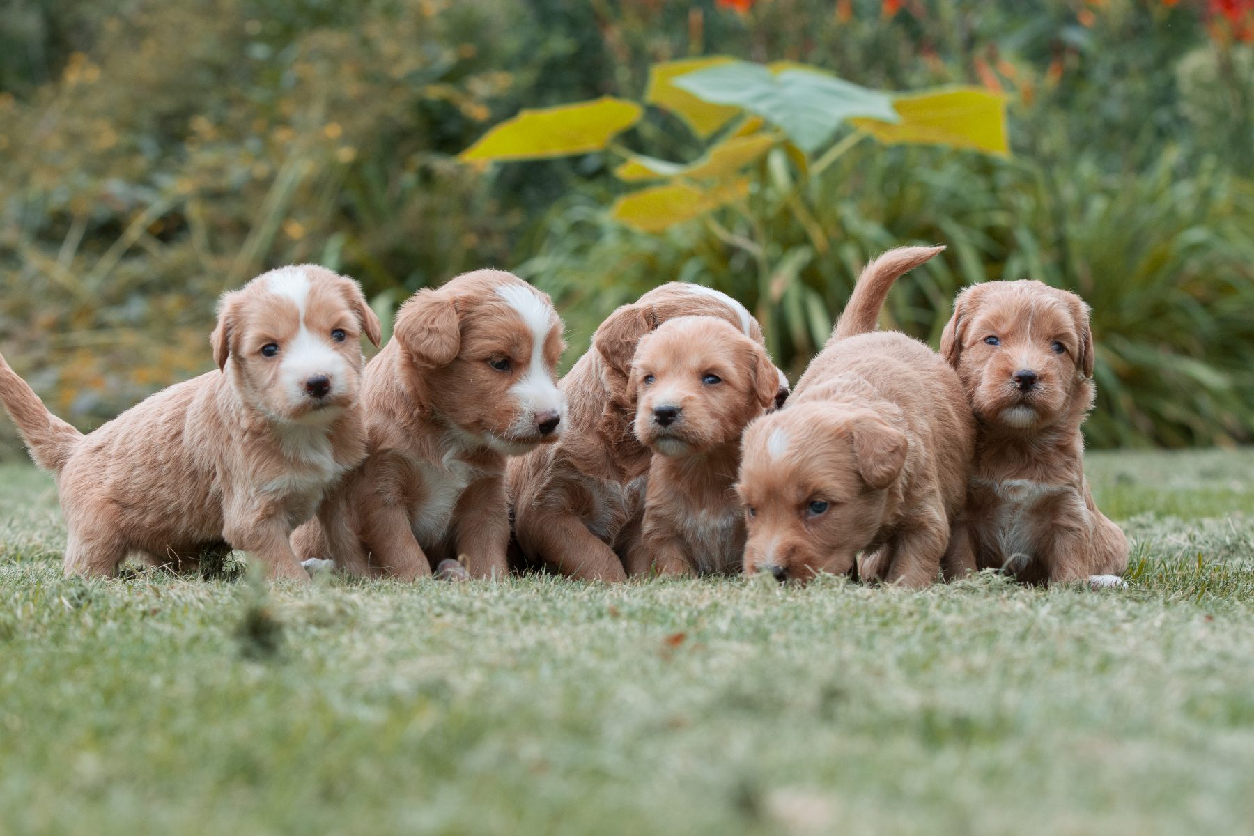 Medium Doodle pups bij Kennel van de Koeberg
