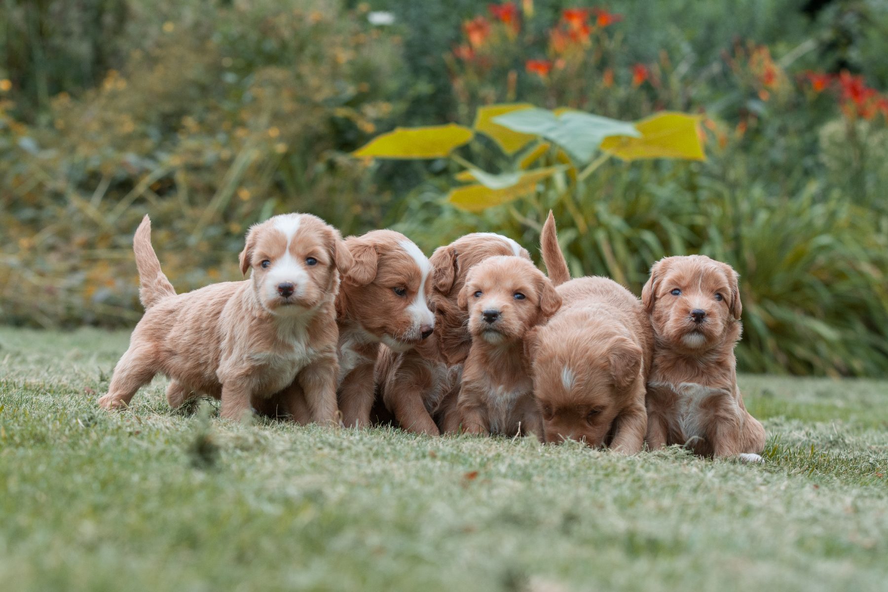 Medium Doodle pups bij Kennel van de Koeberg