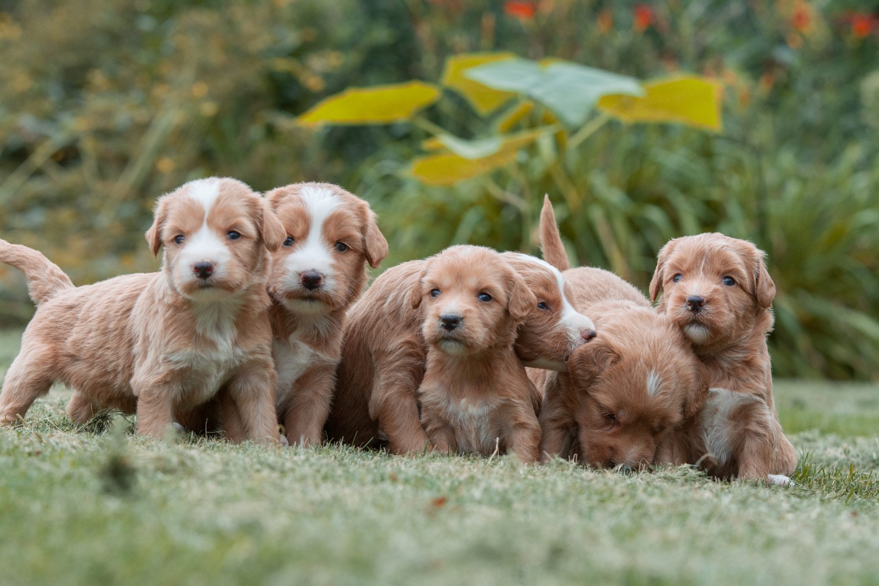 Medium Doodle pups bij Kennel van de Koeberg