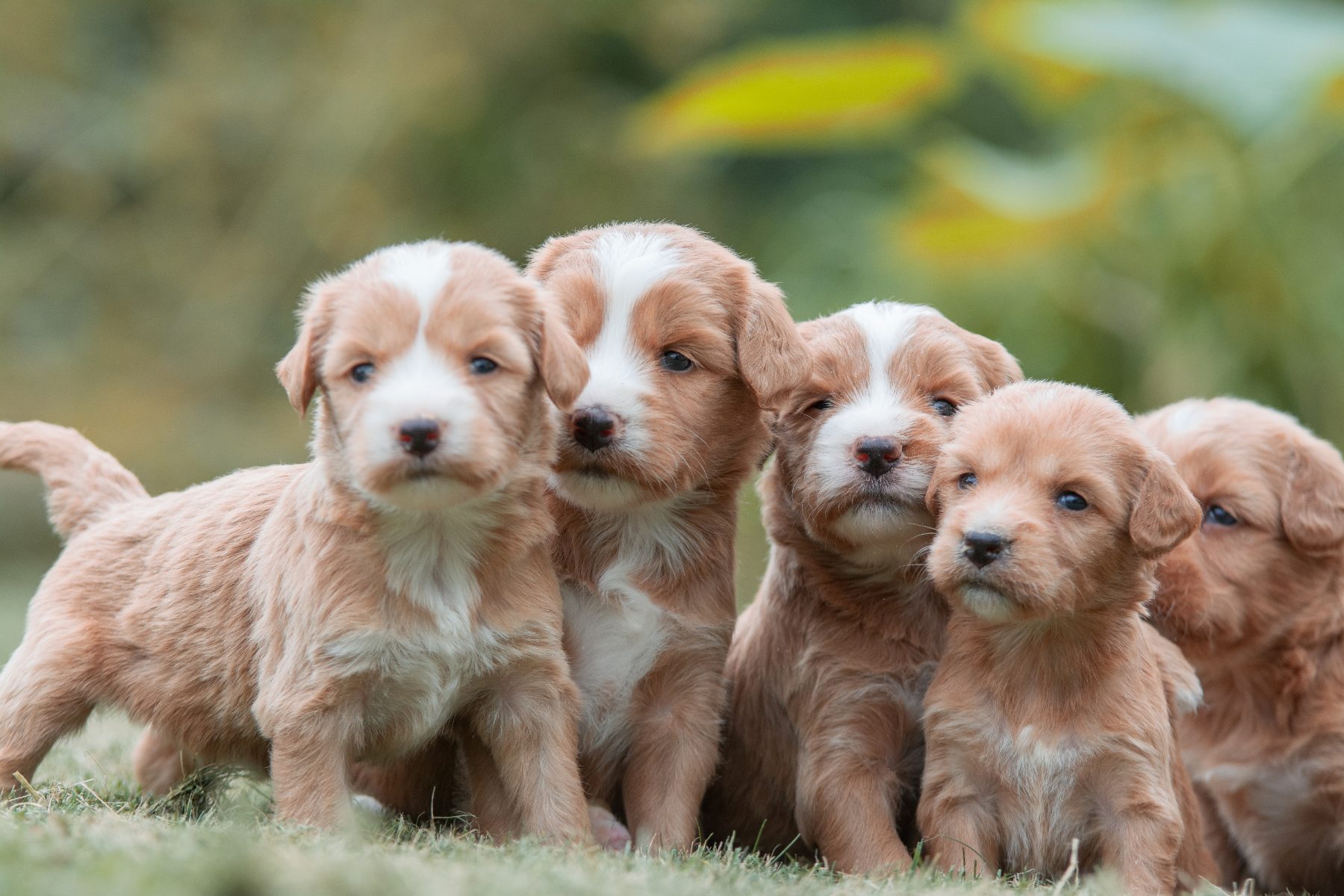Medium Doodle pups bij Kennel van de Koeberg