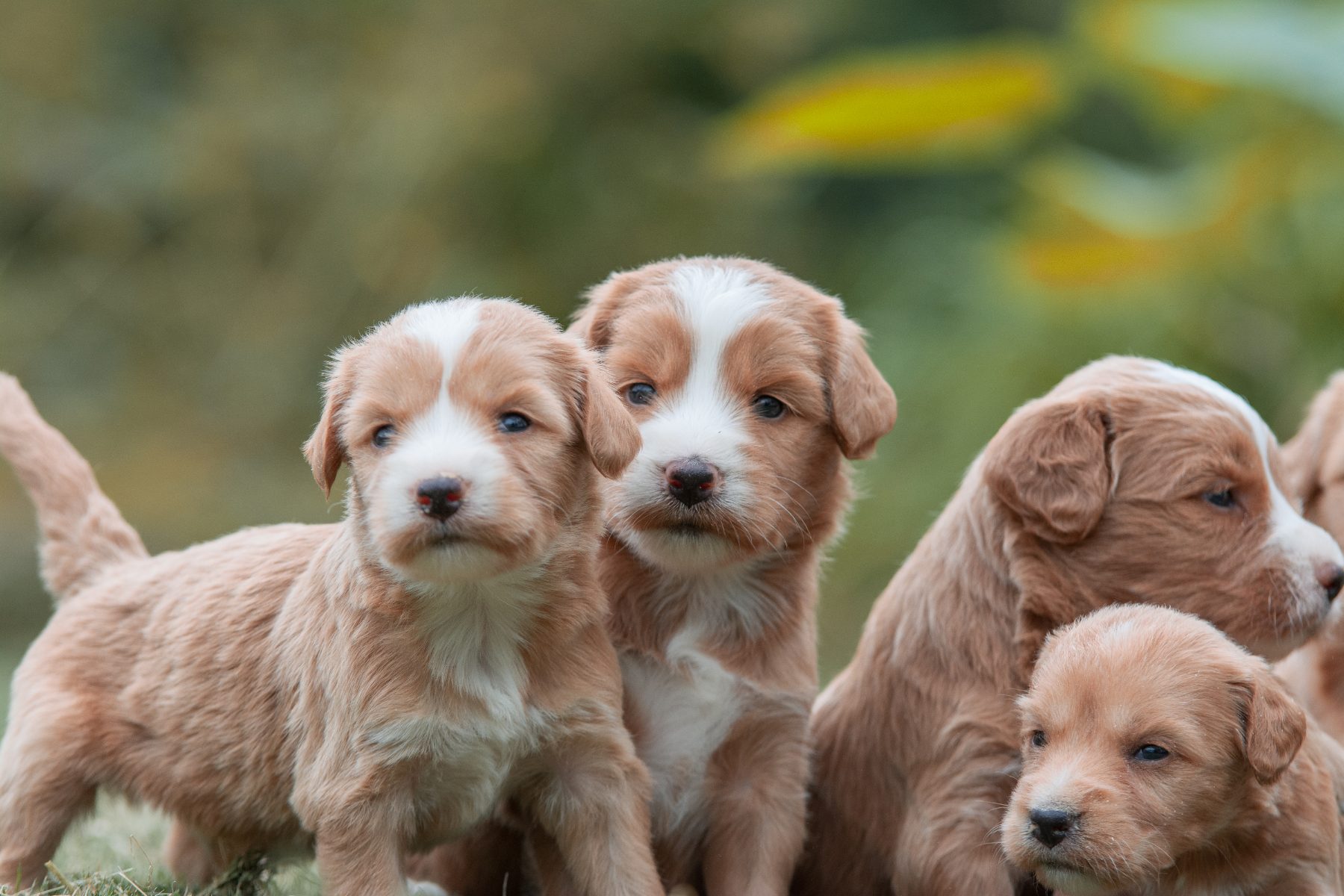 Medium Doodle pups bij Kennel van de Koeberg