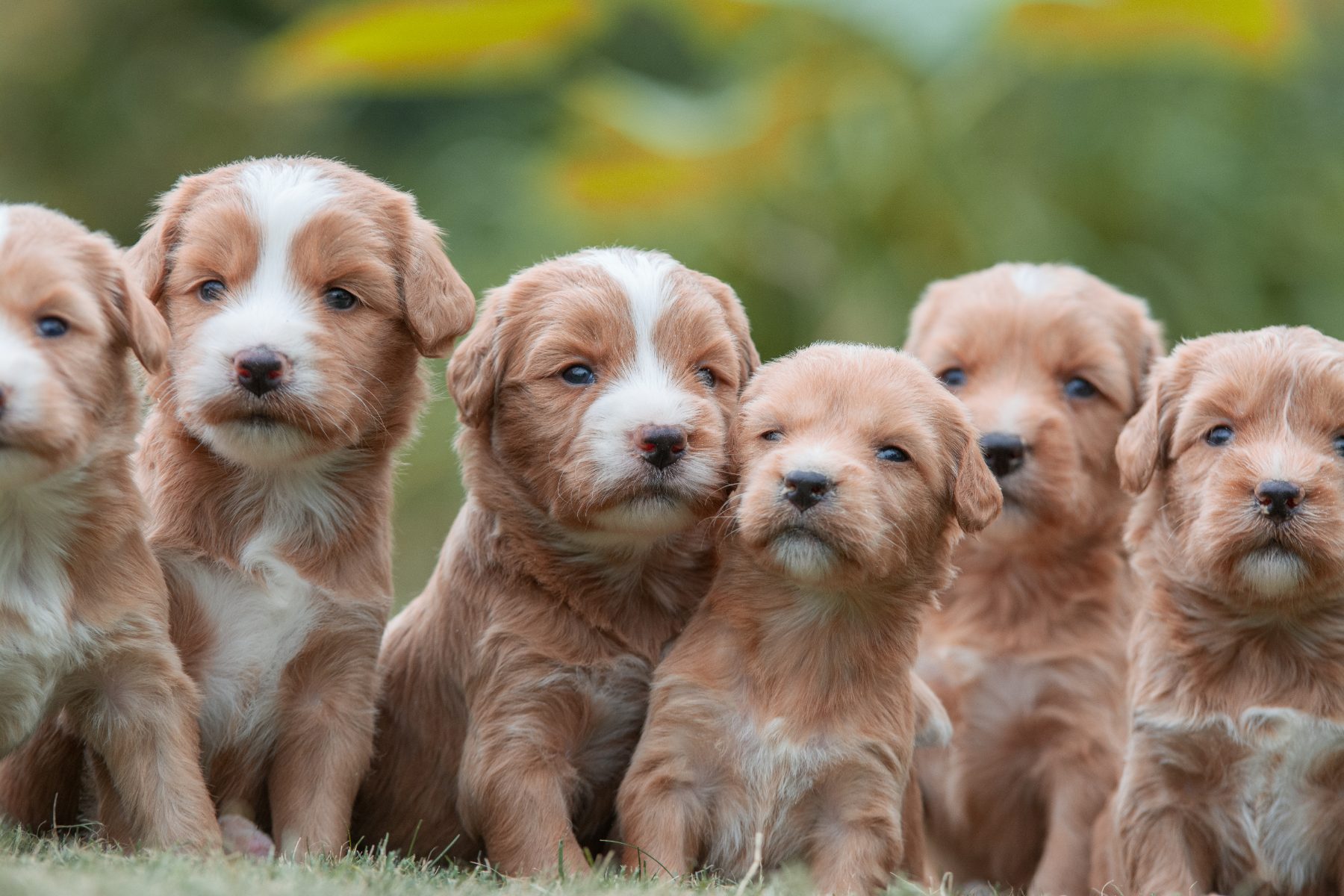 Medium Doodle pups bij Kennel van de Koeberg