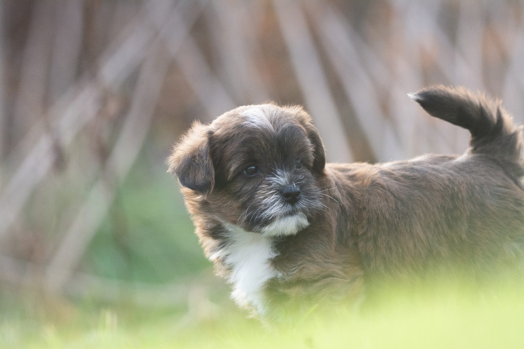Medium Doodle pups bij Kennel van de Koeberg