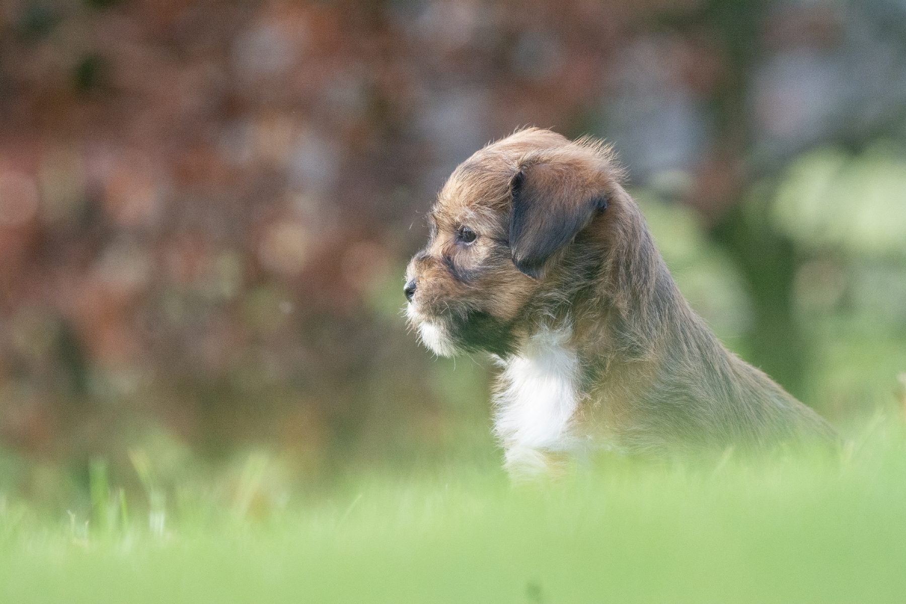 Medium Doodle pups bij Kennel van de Koeberg