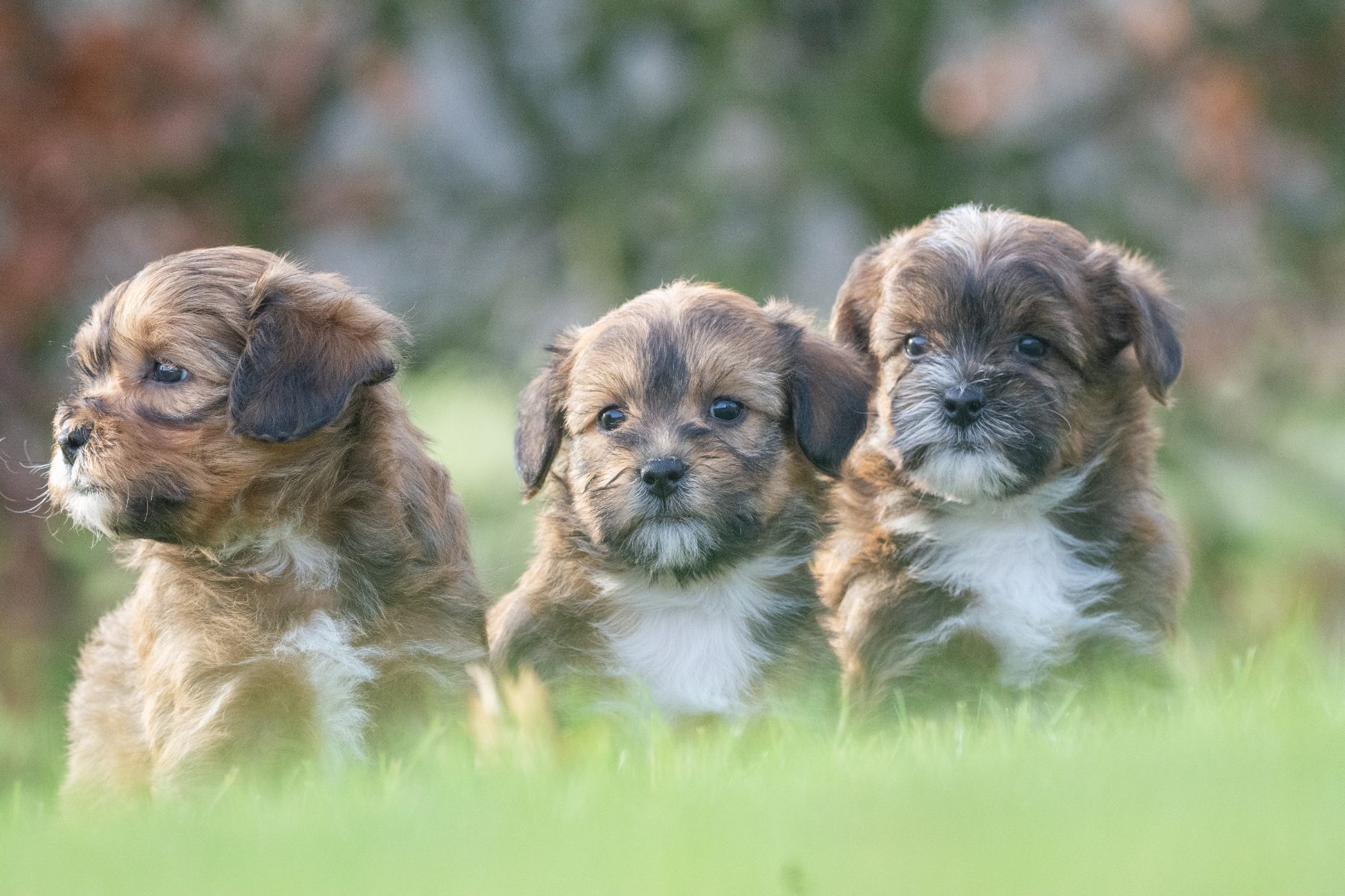 Medium Doodle pups bij Kennel van de Koeberg