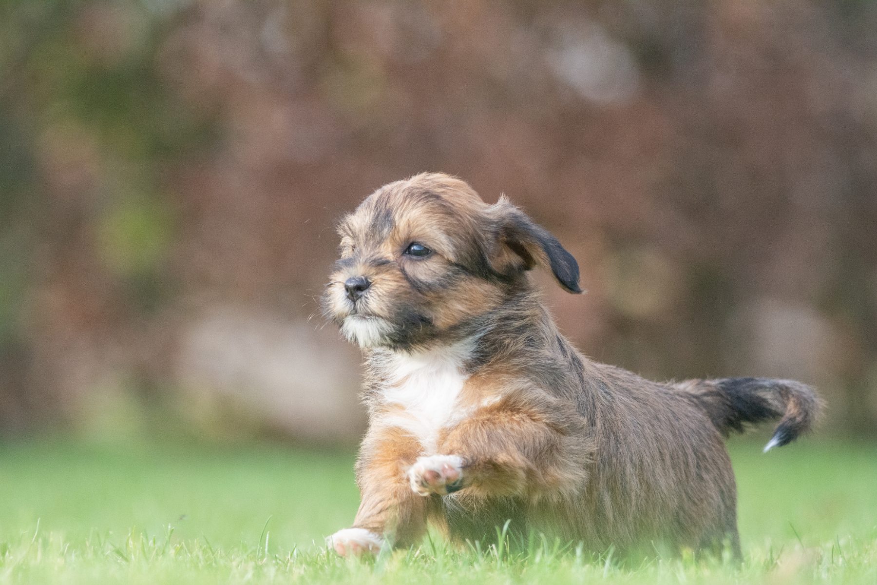 Medium Doodle pups bij Kennel van de Koeberg