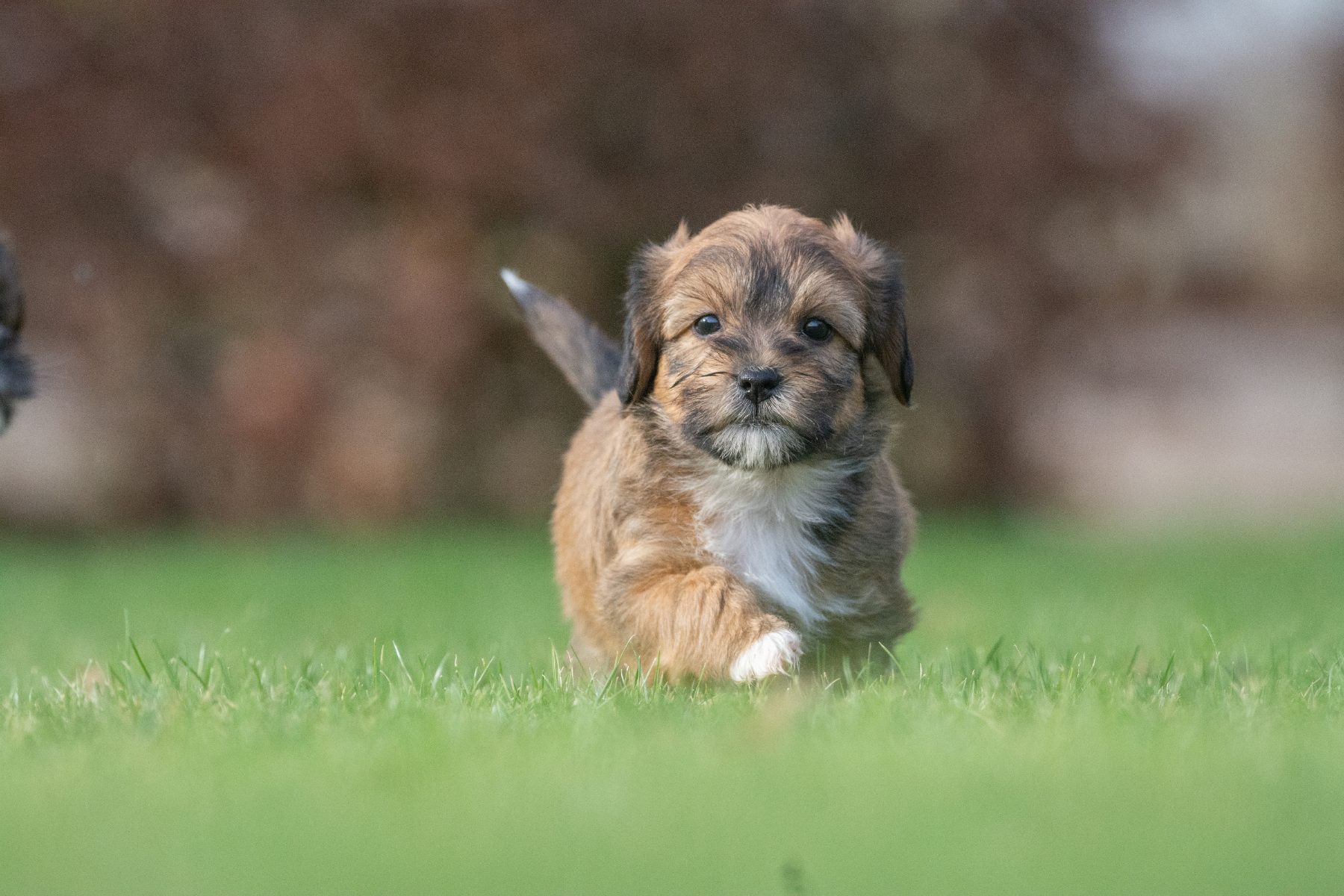 Medium Doodle pups bij Kennel van de Koeberg