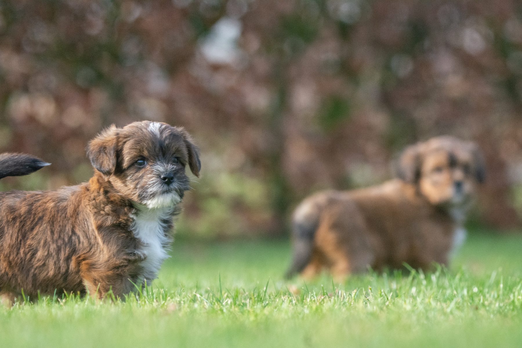 Medium Doodle pups bij Kennel van de Koeberg