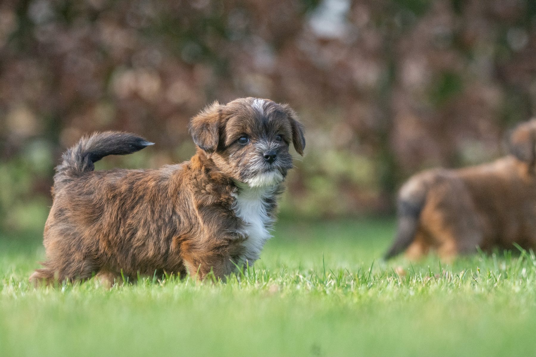 Medium Doodle pups bij Kennel van de Koeberg