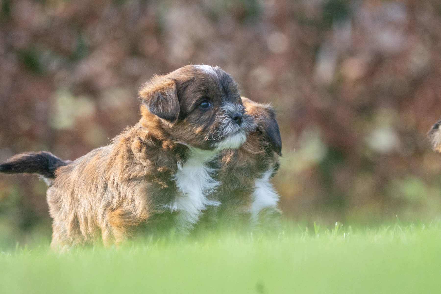 Medium Doodle pups bij Kennel van de Koeberg