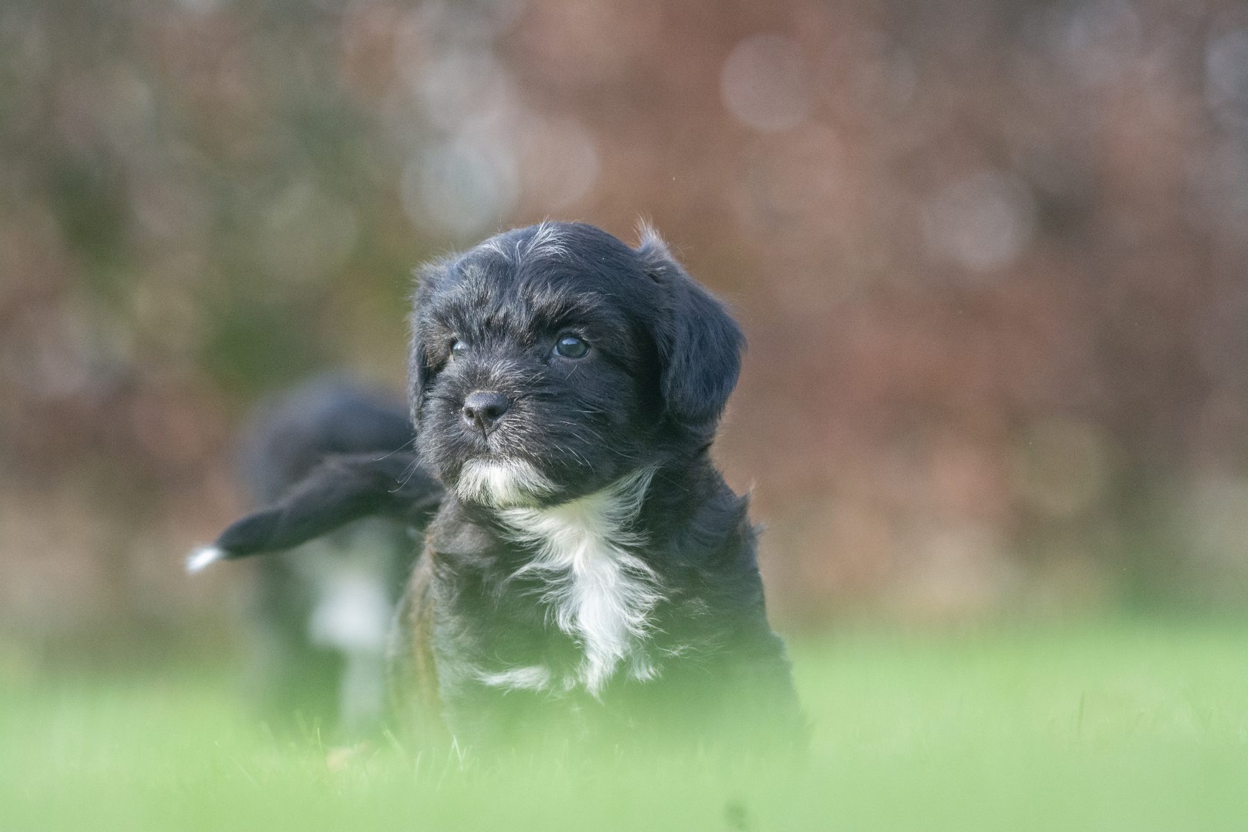 Medium Doodle pups bij Kennel van de Koeberg