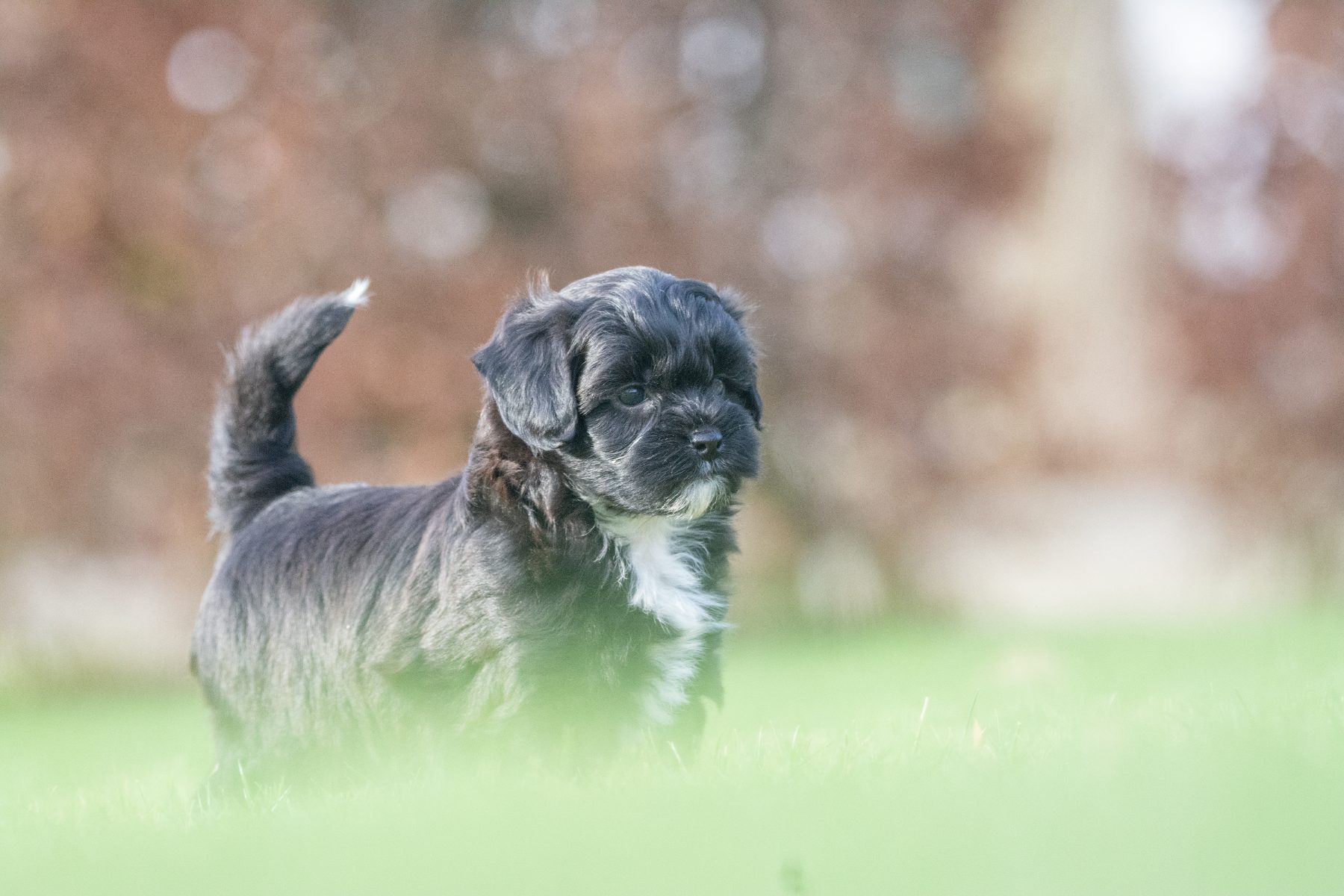 Medium Doodle pups bij Kennel van de Koeberg