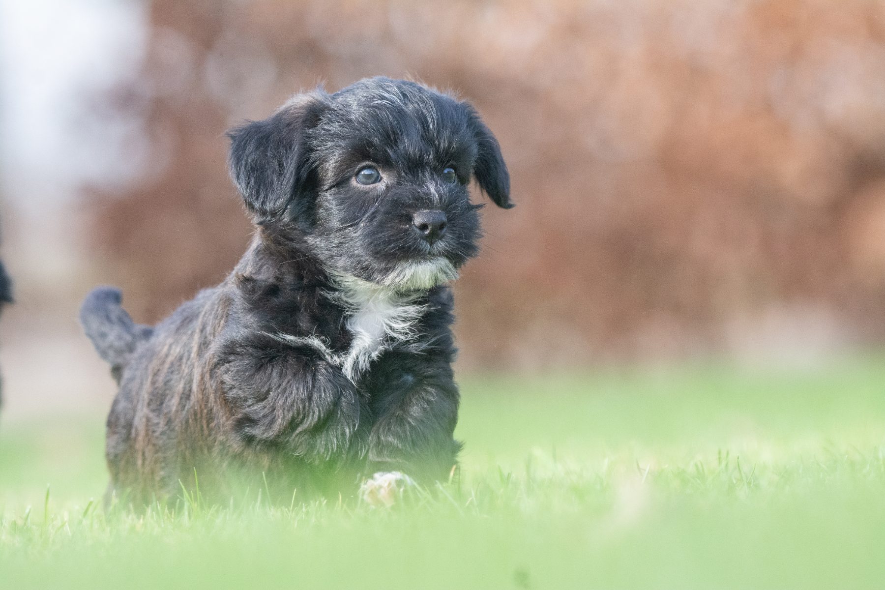 Medium Doodle pups bij Kennel van de Koeberg