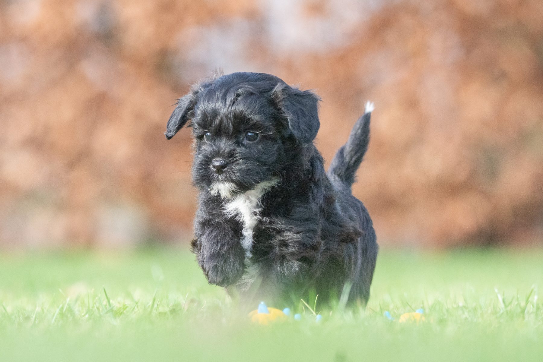Medium Doodle pups bij Kennel van de Koeberg