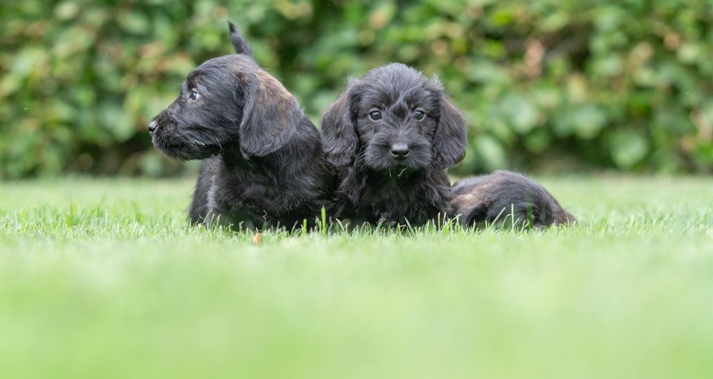 Tibepoo pups bij Kennel van de Koeberg