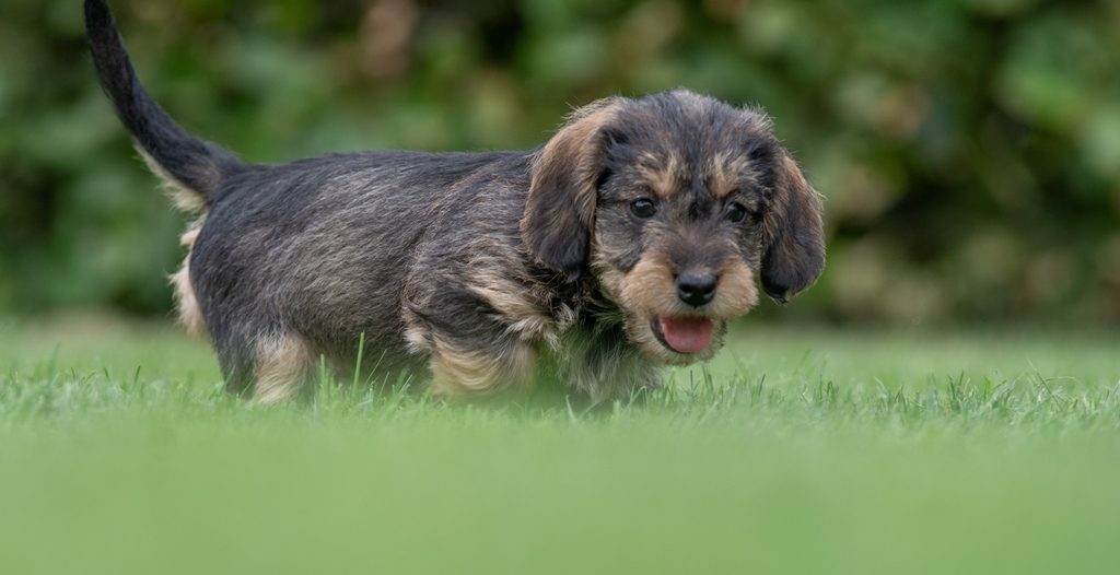 Tibepoo pups bij Kennel van de Koeberg