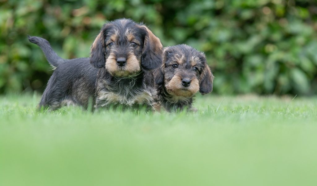 Tibepoo pups bij Kennel van de Koeberg