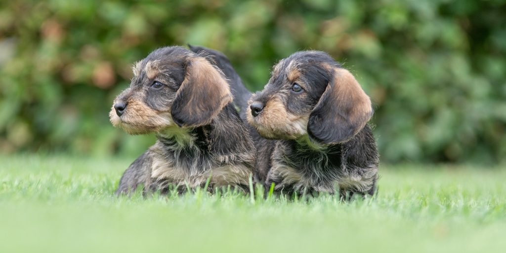 Tibepoo pups bij Kennel van de Koeberg