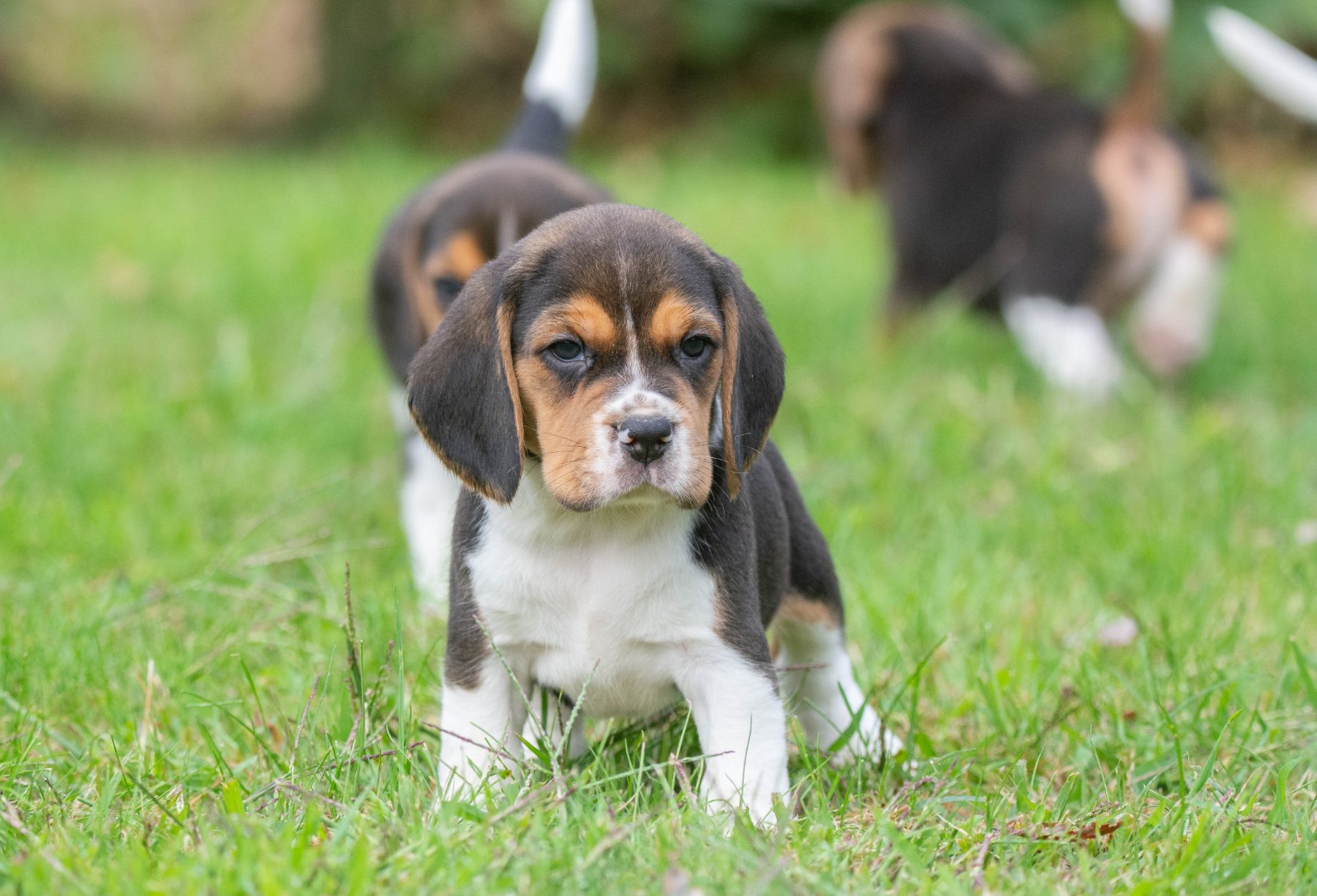 beagle bij Kennel van de Koeberg