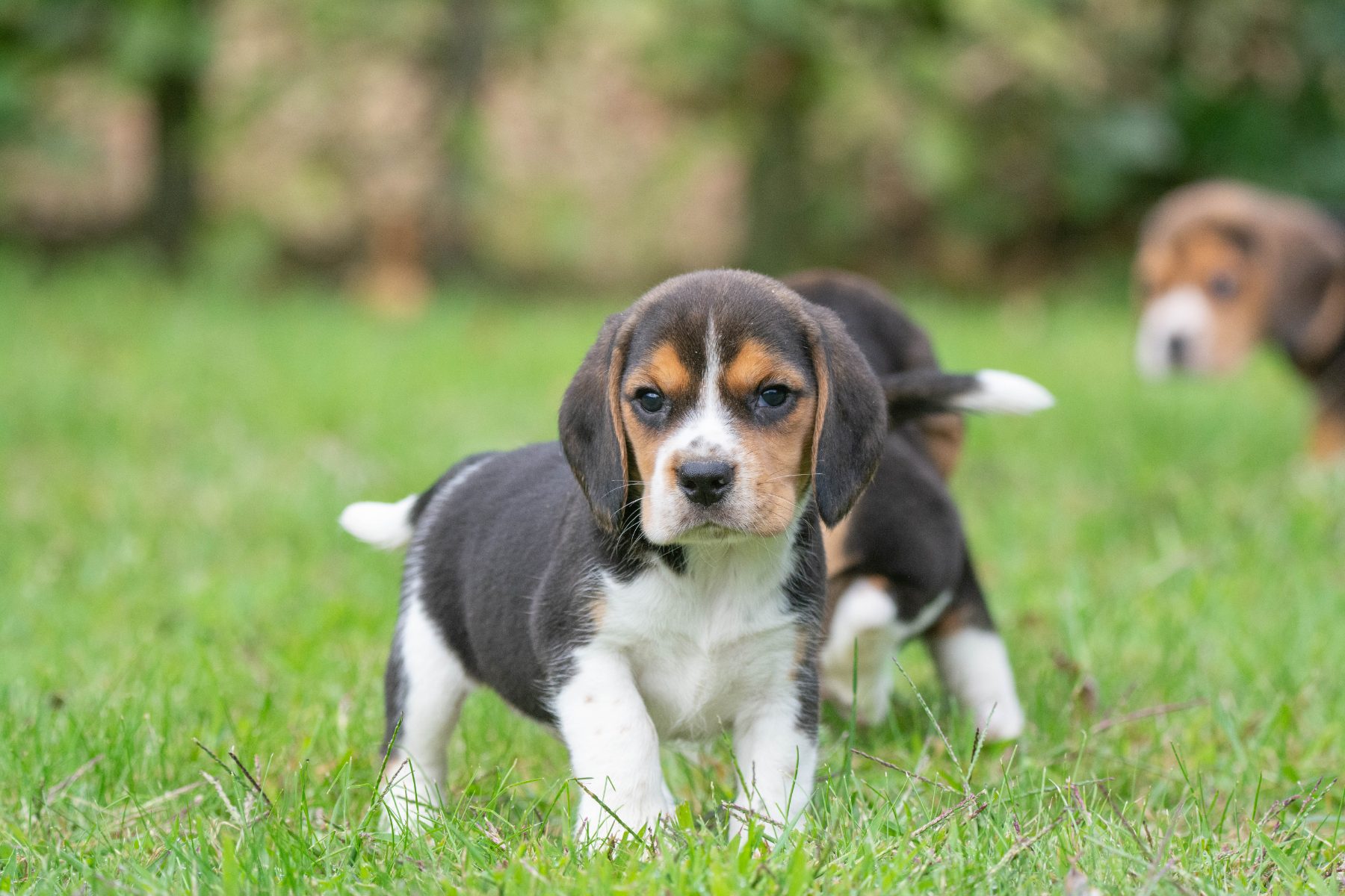 beagle bij Kennel van de Koeberg