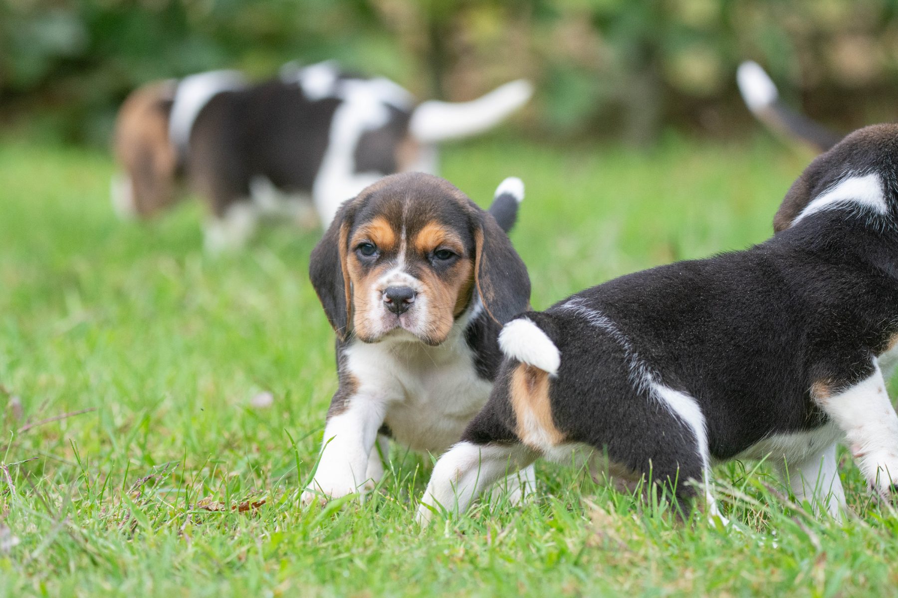 beagle bij Kennel van de Koeberg