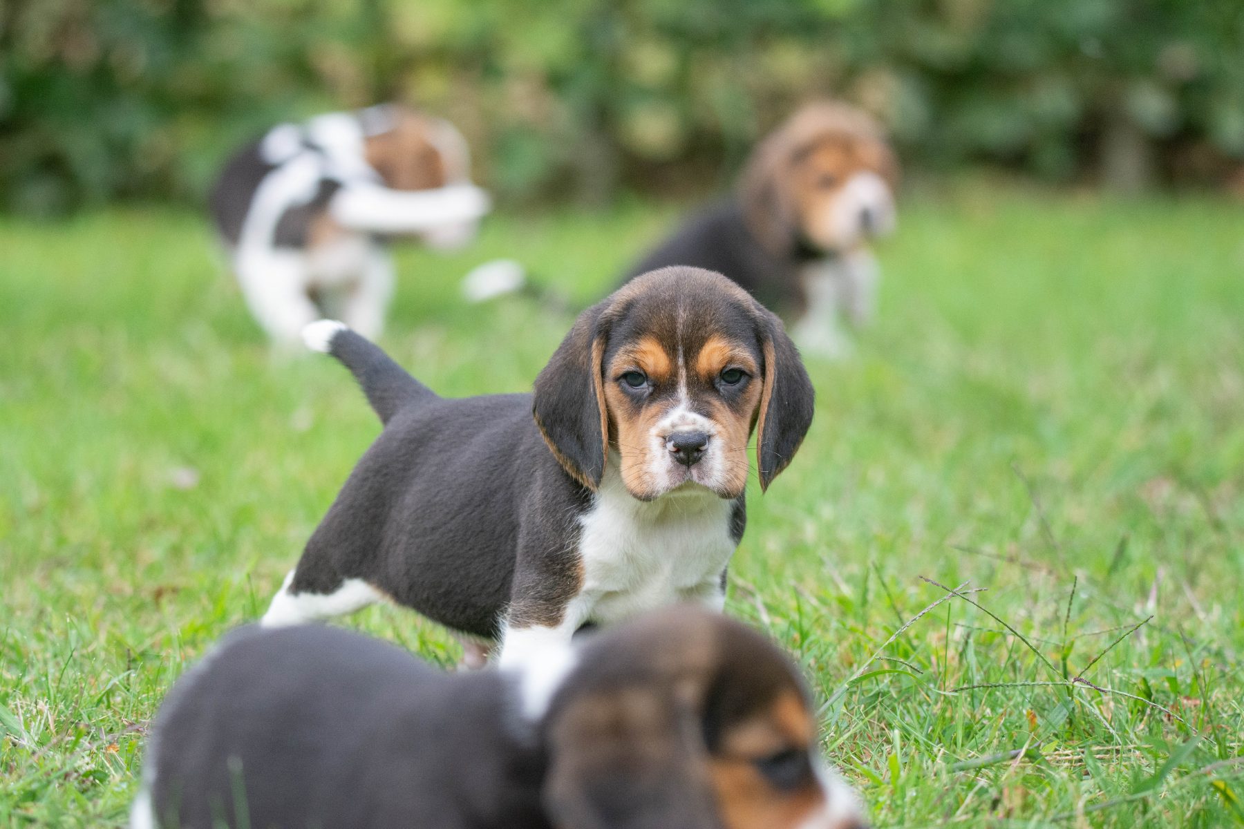 beagle bij Kennel van de Koeberg