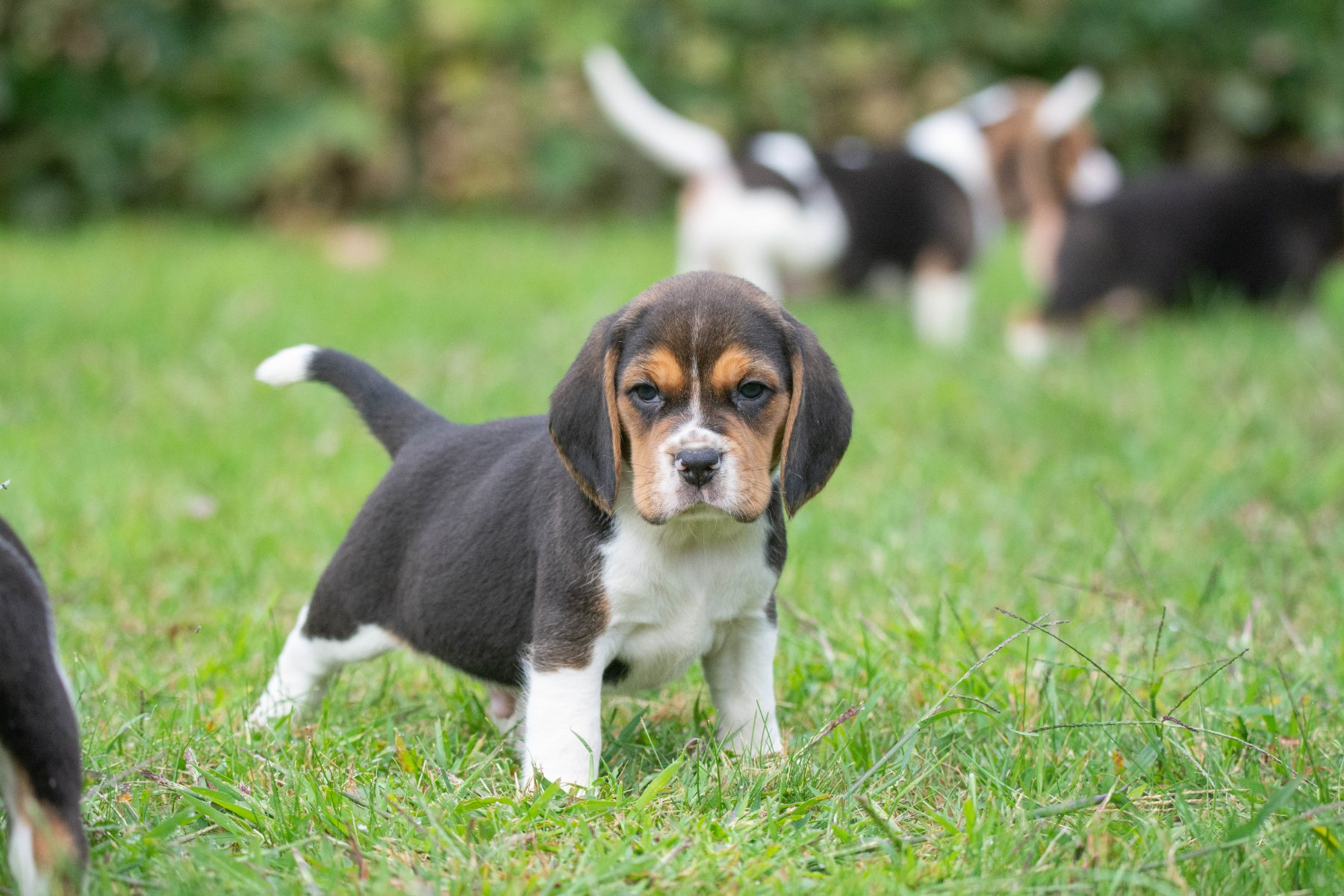 beagle bij Kennel van de Koeberg