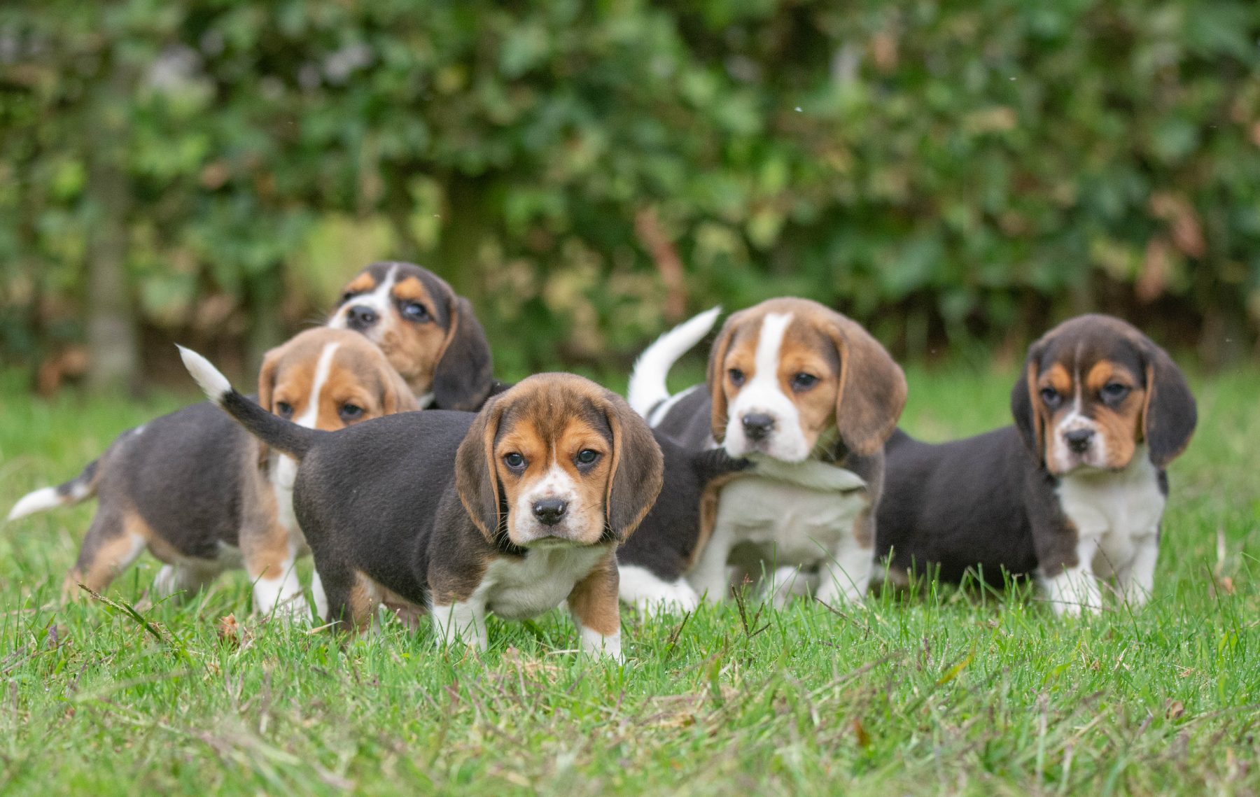 beagle bij Kennel van de Koeberg