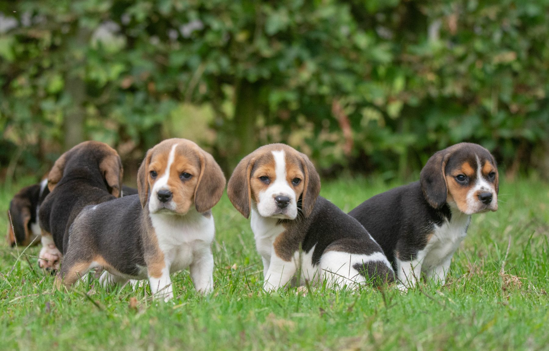 beagle bij Kennel van de Koeberg