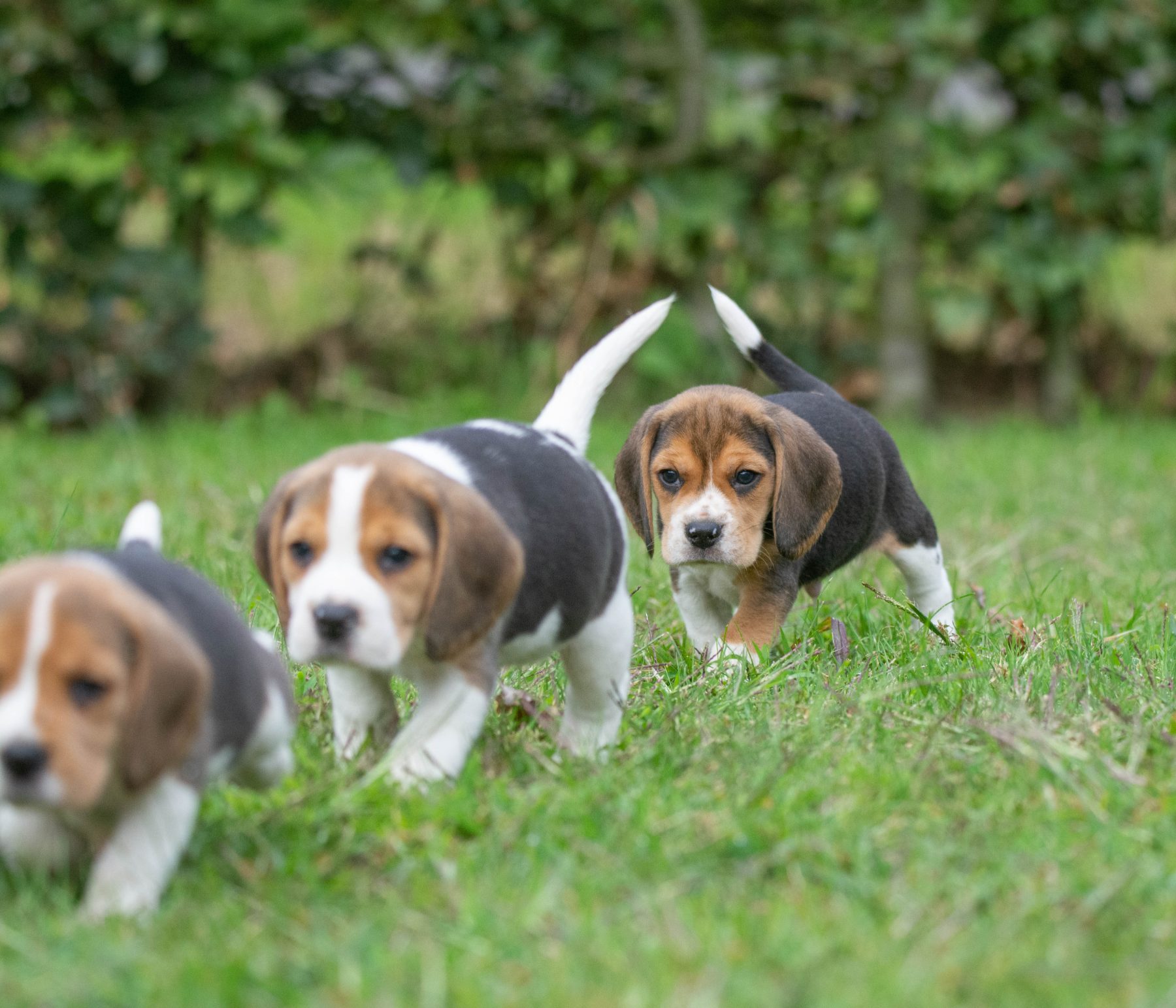 beagle bij Kennel van de Koeberg