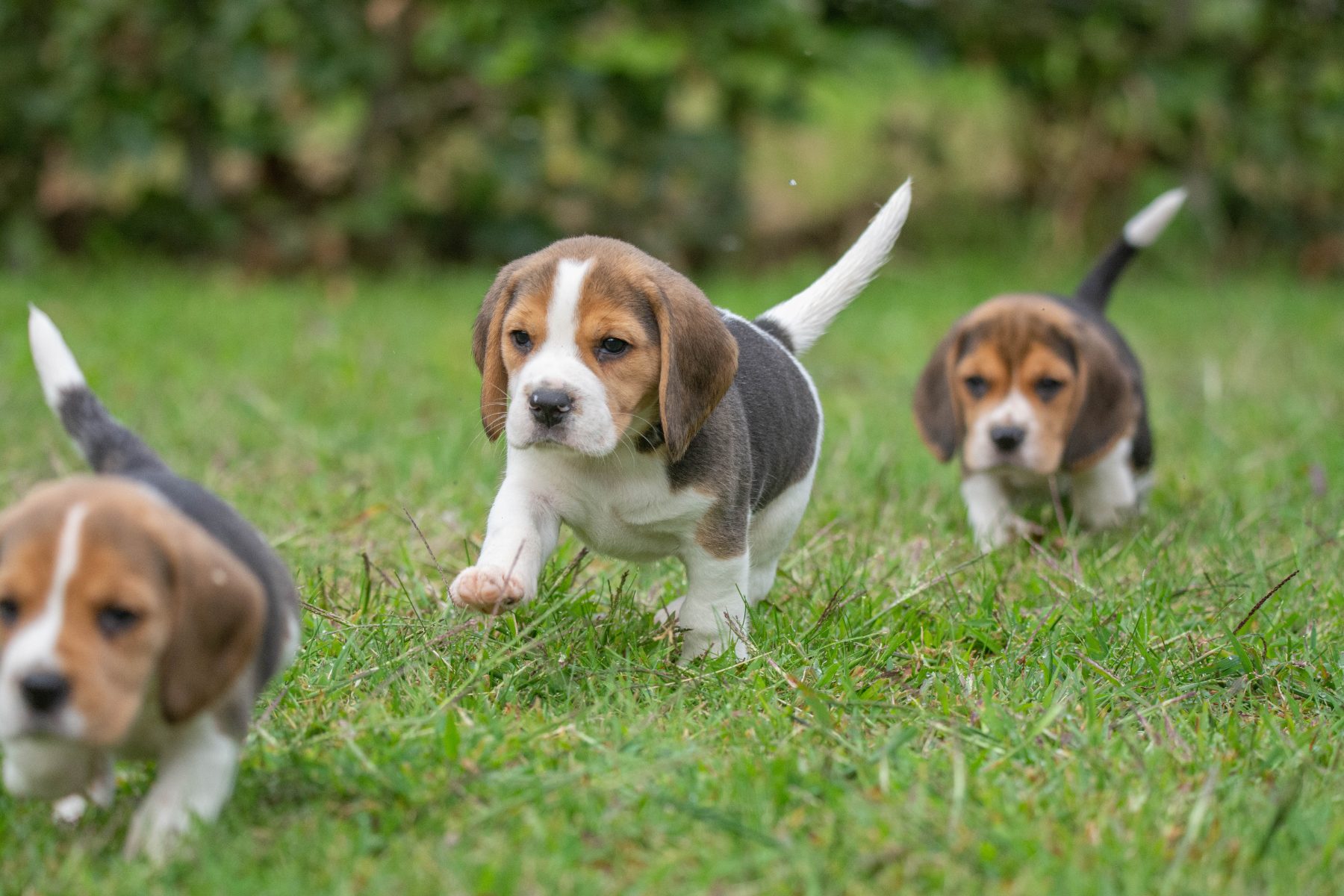 beagle bij Kennel van de Koeberg