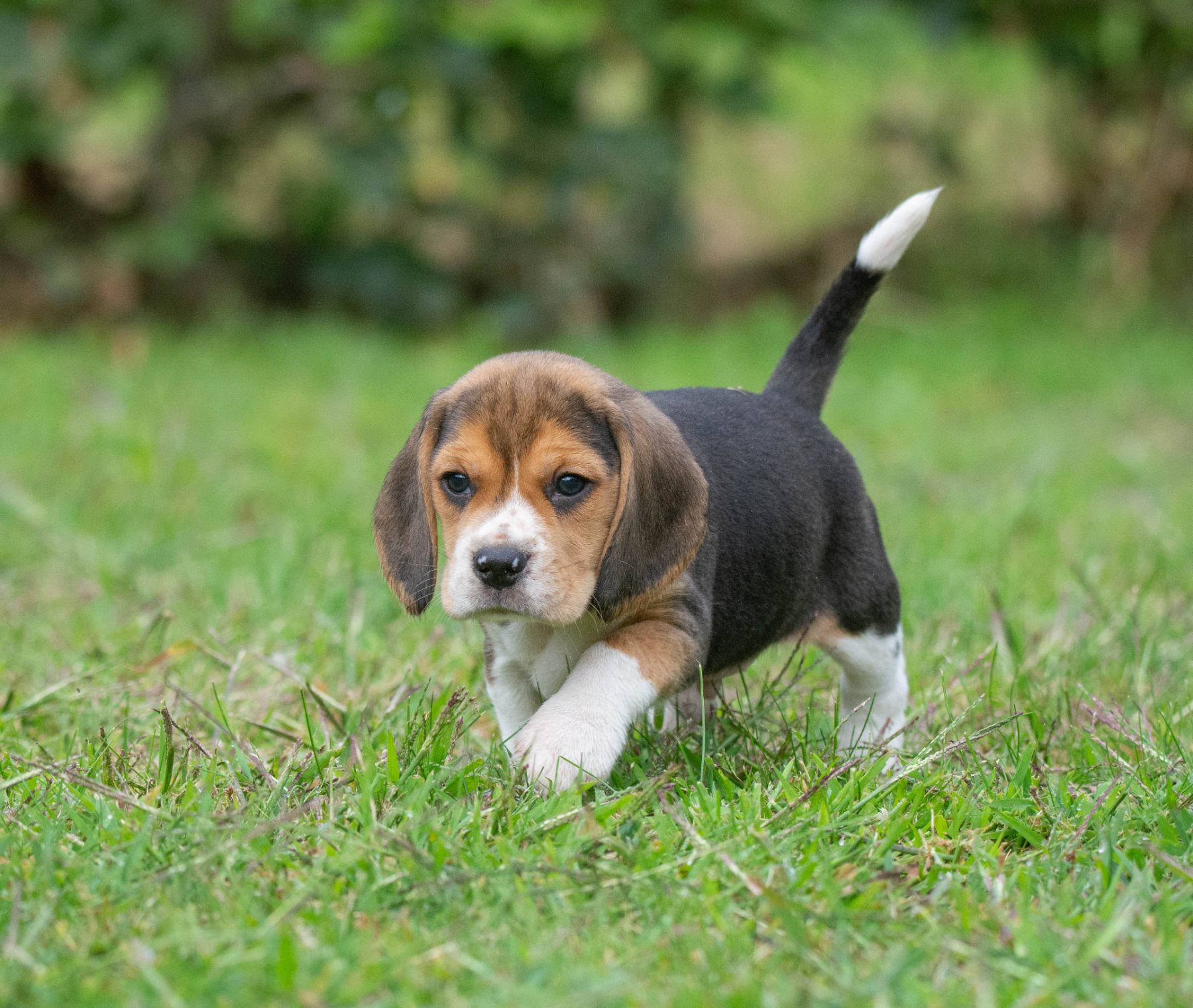 beagle bij Kennel van de Koeberg