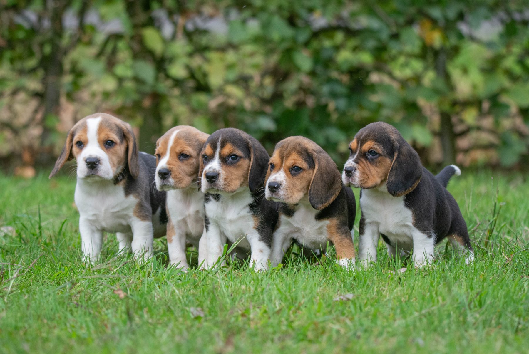 beagle bij Kennel van de Koeberg