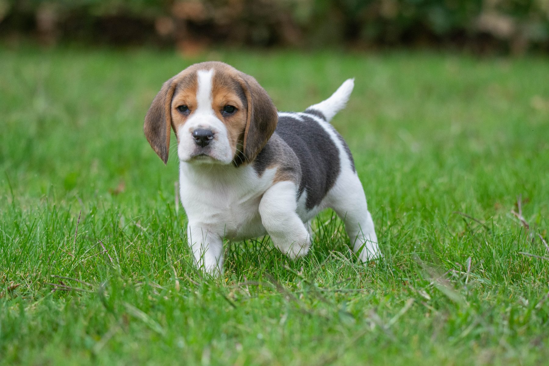 beagle bij Kennel van de Koeberg