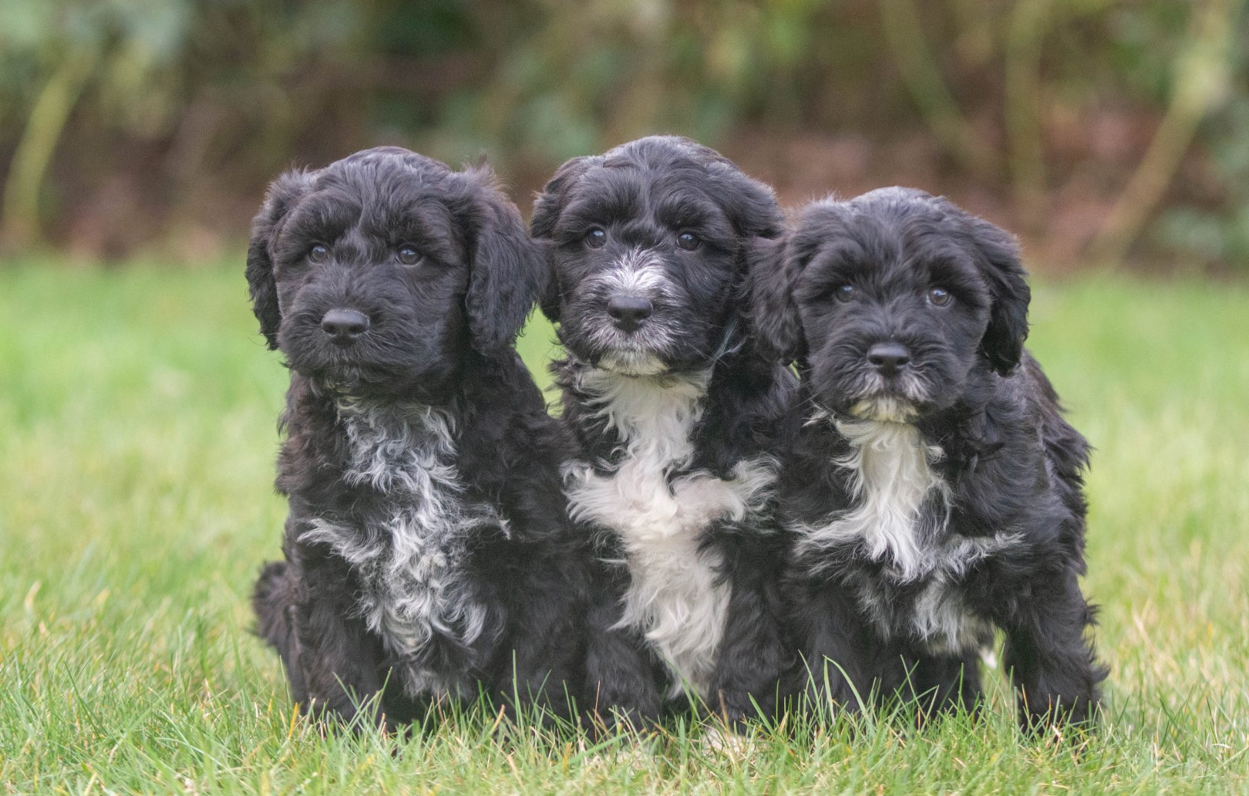 Tibetaanse terriër x poedel bij Kennel van de Koeberg