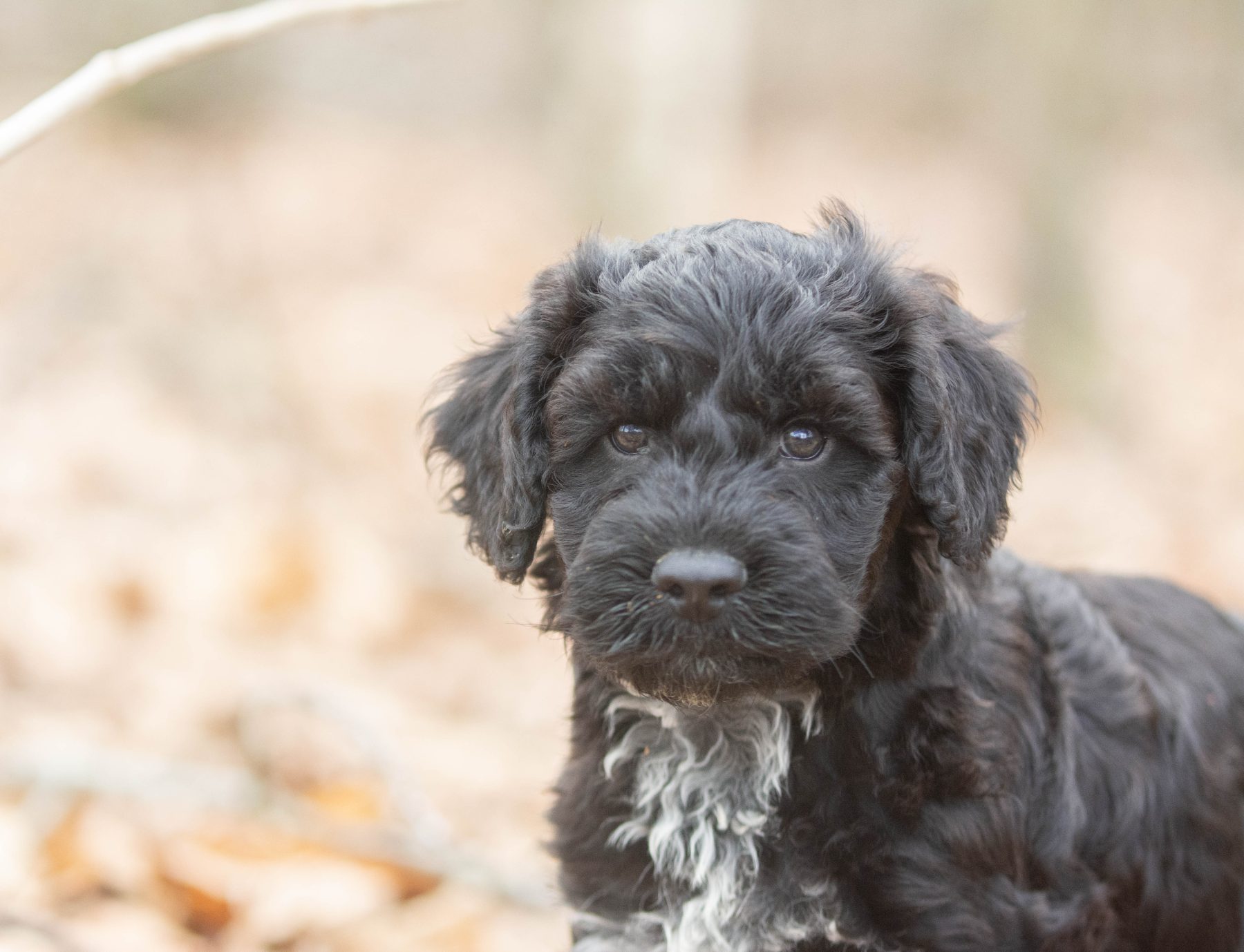 Tibetaanse terriër x poedel bij Kennel van de Koeberg