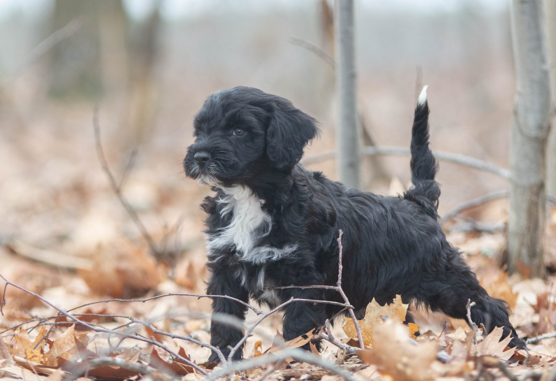 Tibetaanse terriër x poedel bij Kennel van de Koeberg