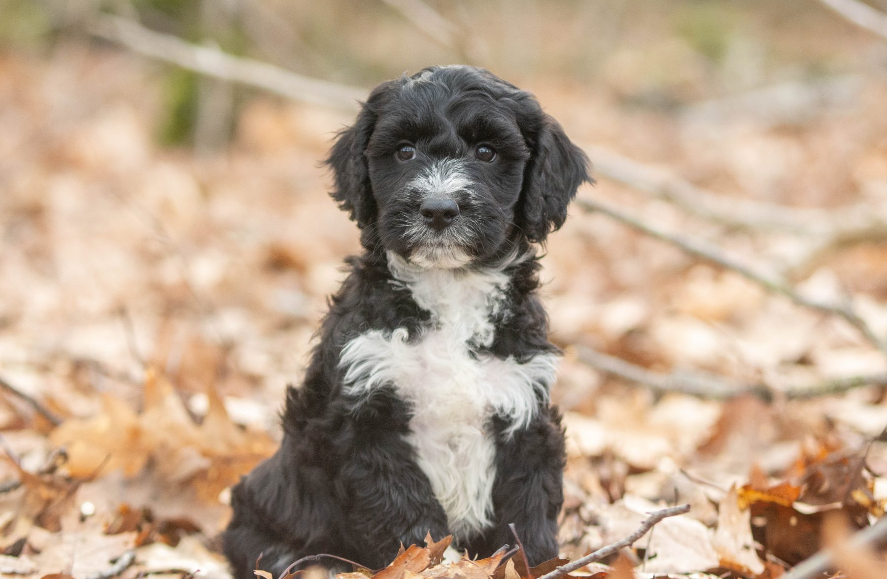 Tibetaanse terriër x poedel bij Kennel van de Koeberg