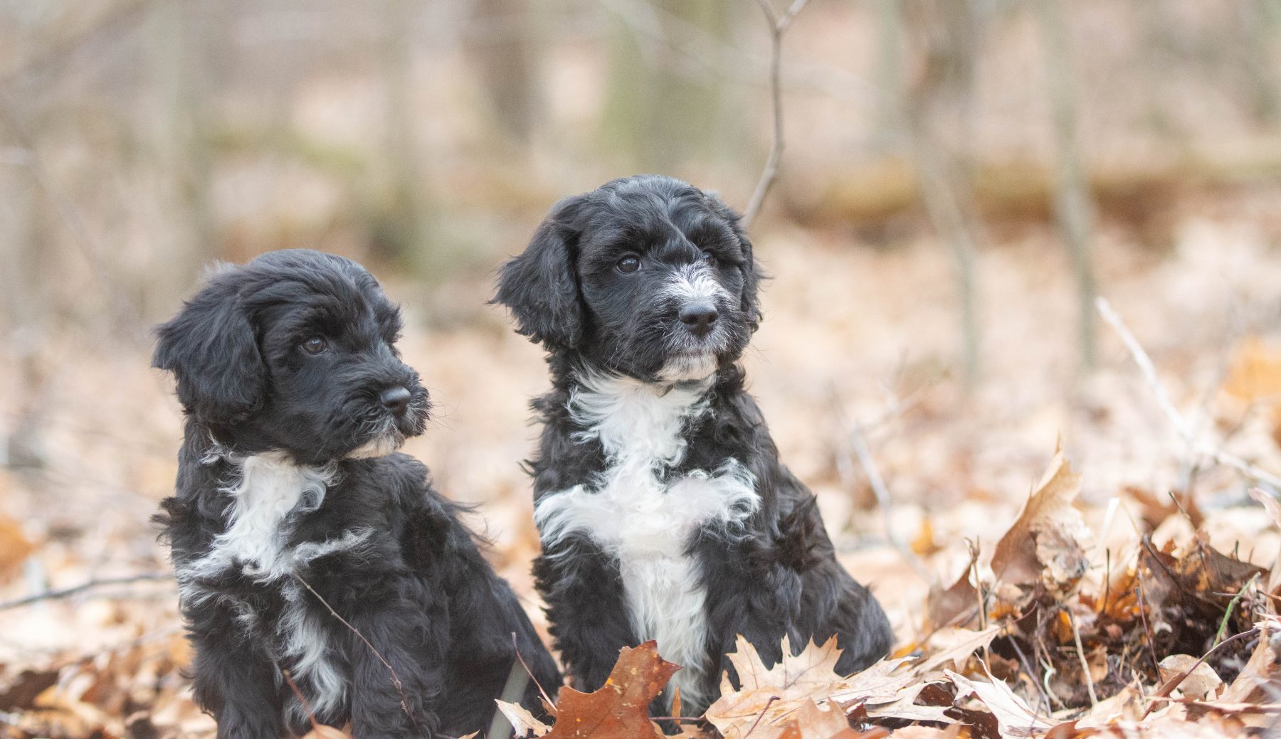 Tibetaanse terriër x poedel bij Kennel van de Koeberg