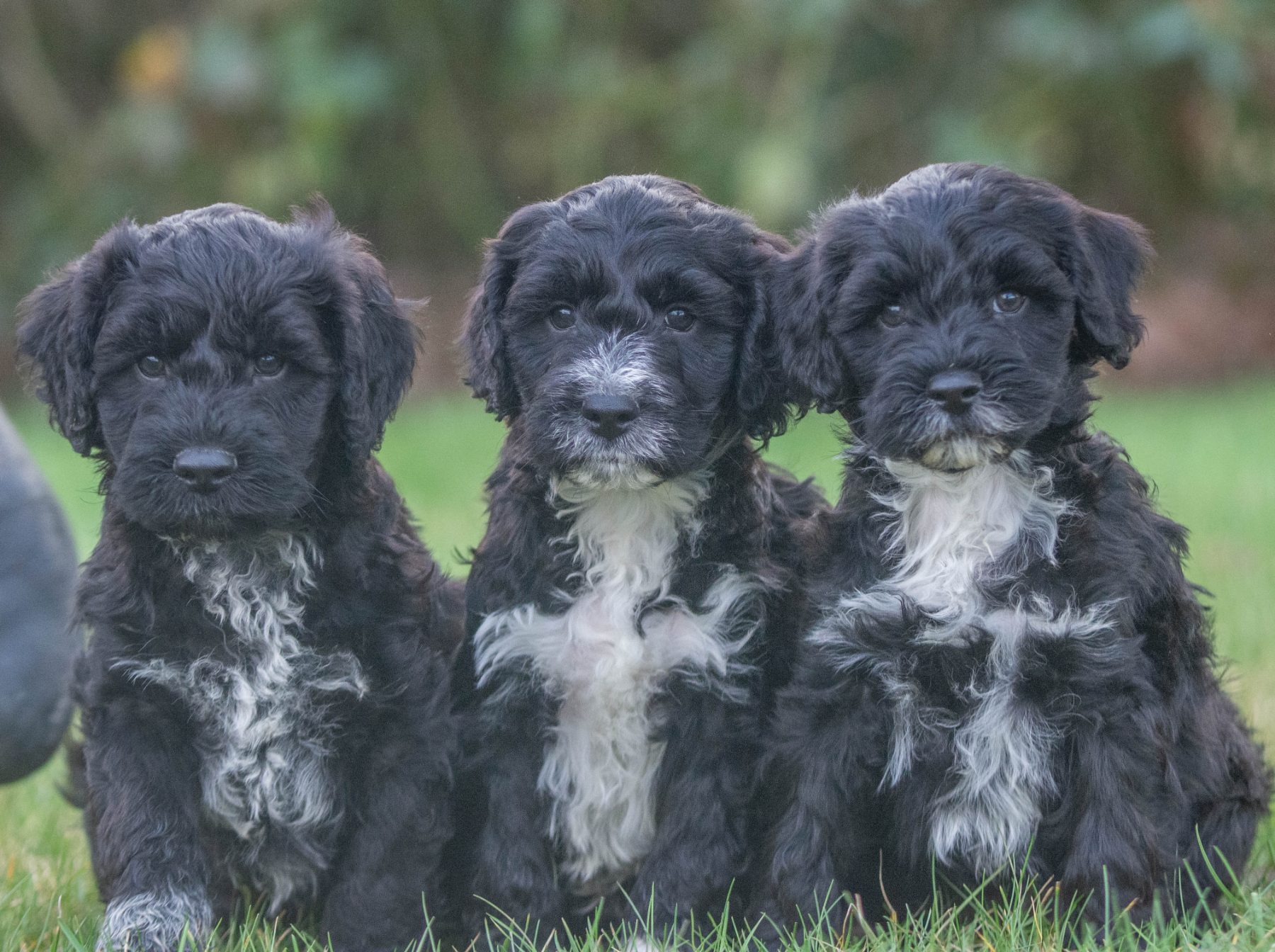 Tibetaanse terriër x poedel bij Kennel van de Koeberg