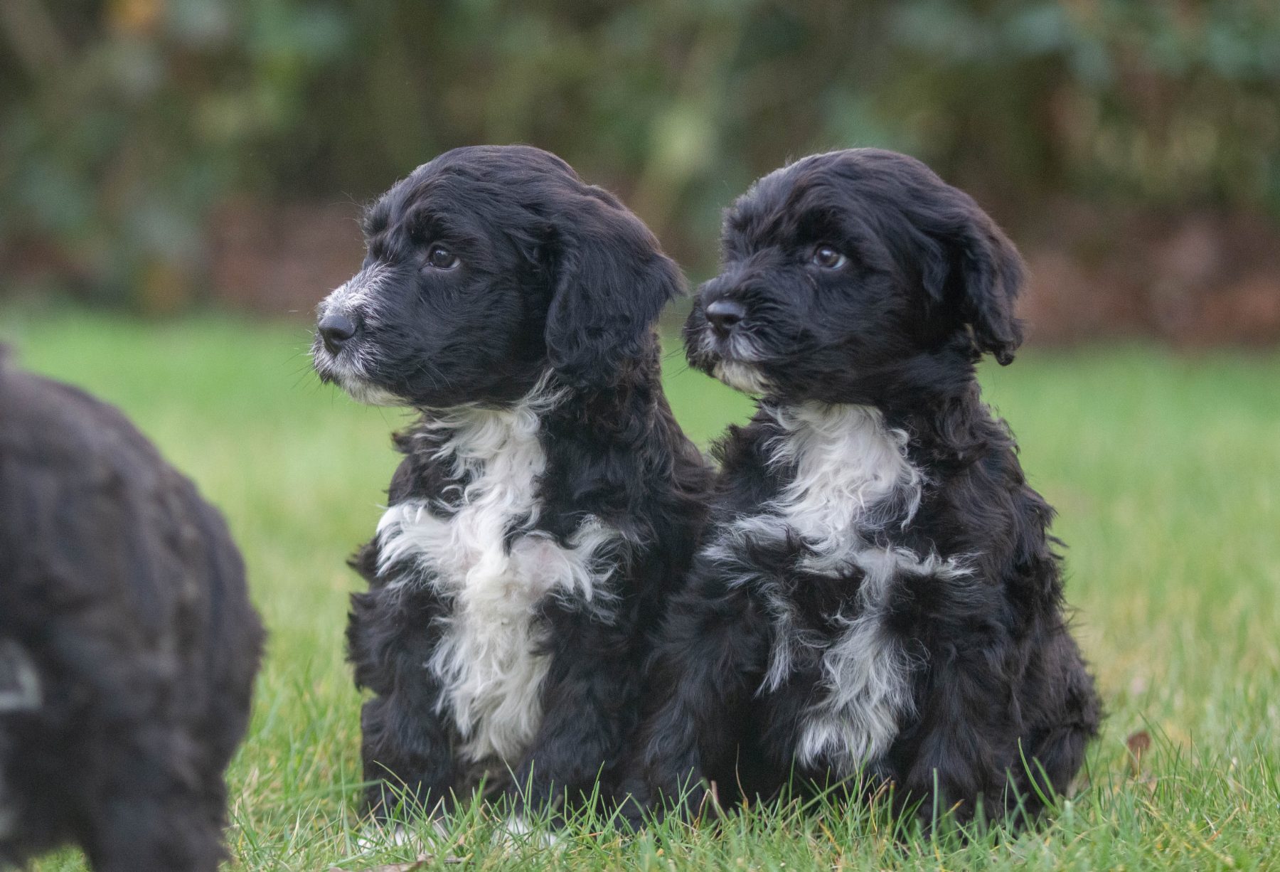 Tibetaanse terriër x poedel bij Kennel van de Koeberg