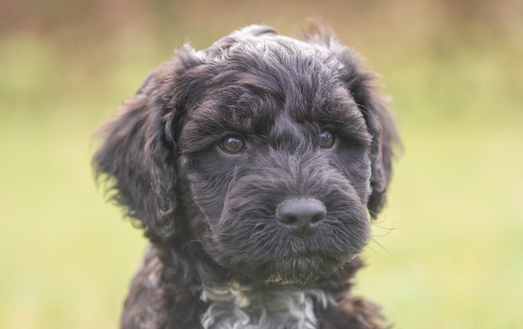 Tibetaanse terriër x poedel bij Kennel van de Koeberg