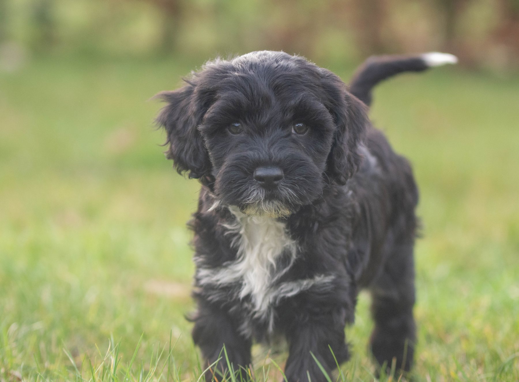 Tibetaanse terriër x poedel bij Kennel van de Koeberg