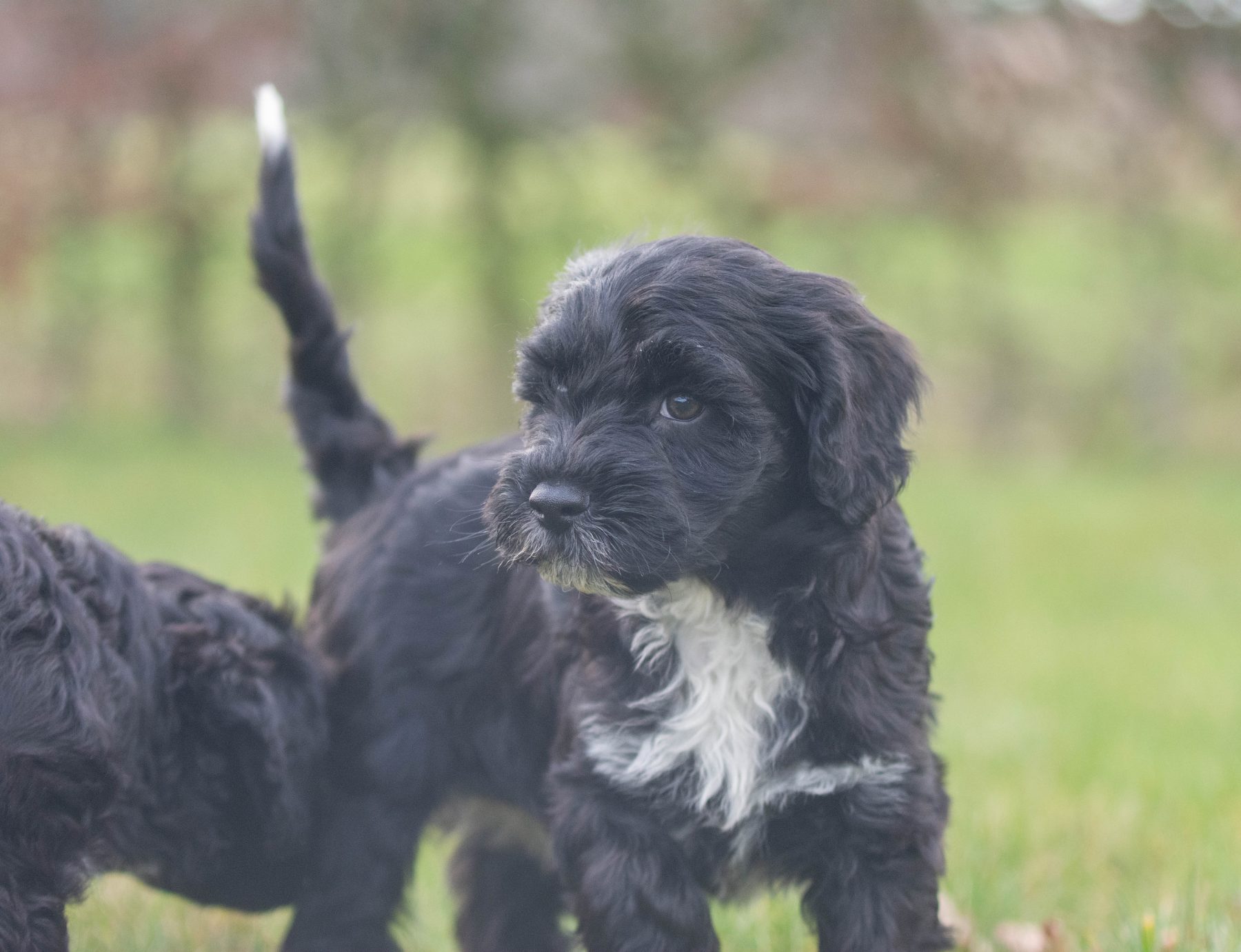 Tibetaanse terriër x poedel bij Kennel van de Koeberg