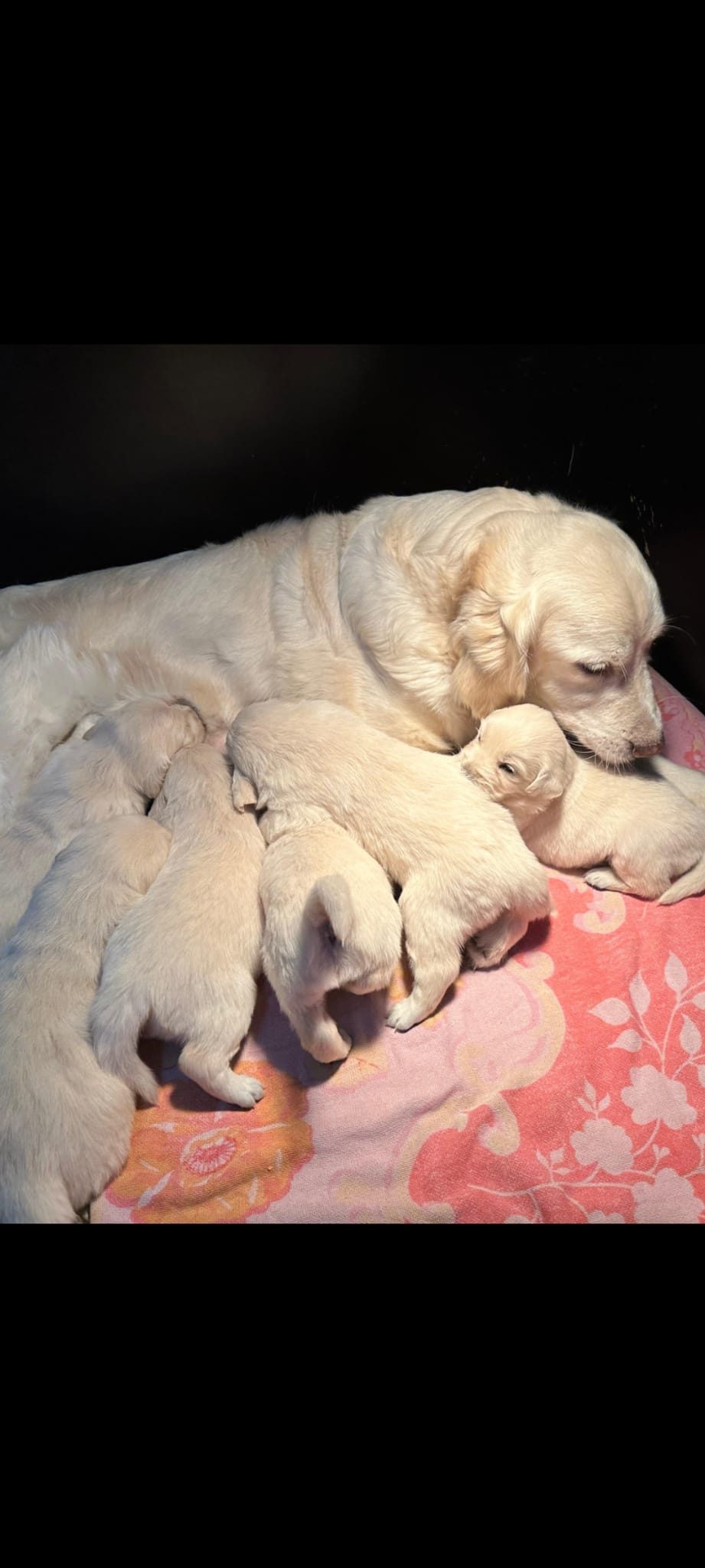 Golden Retriever pups bij Kennel van de Koeberg