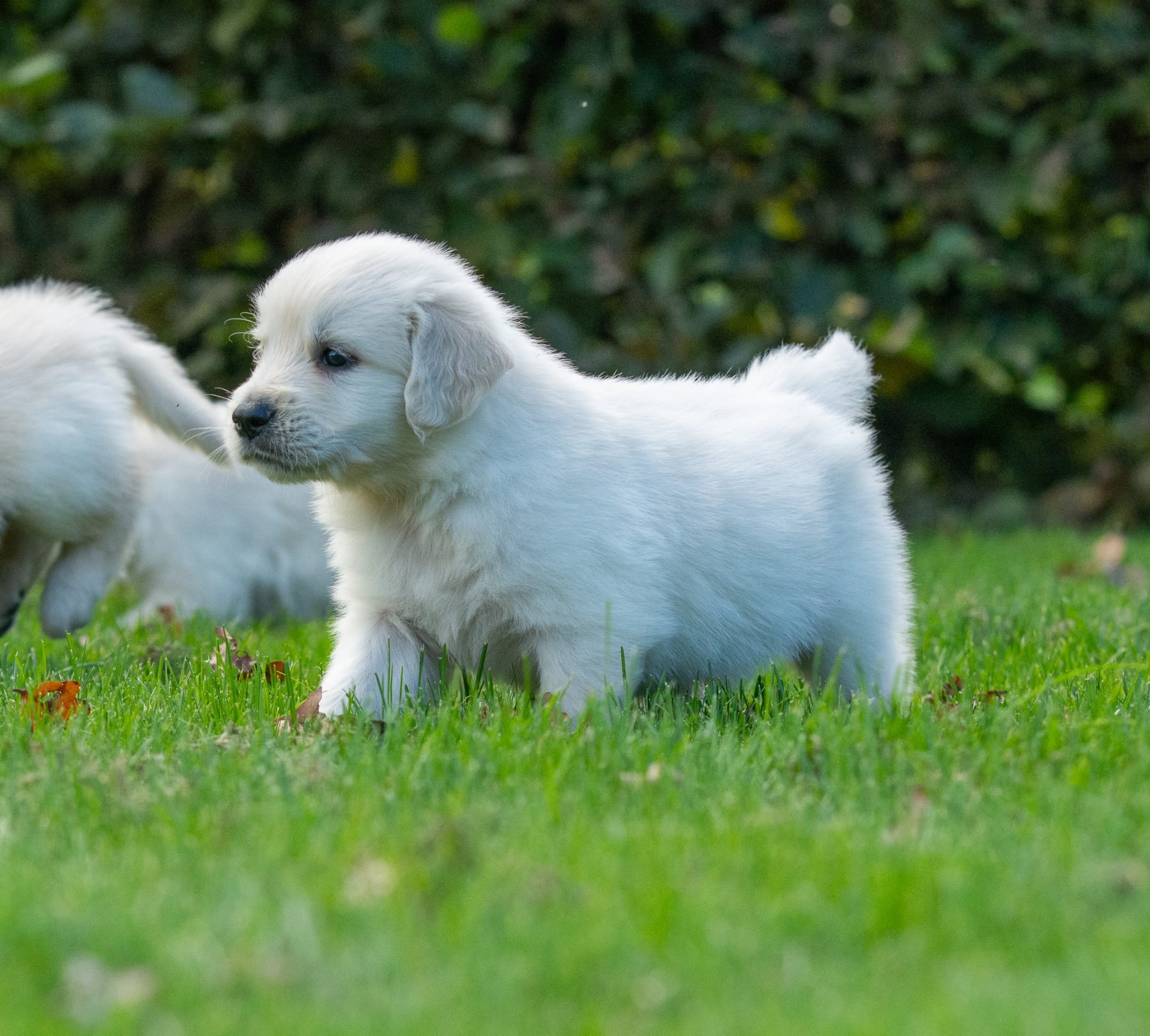 Golden Retriever pups bij Kennel van de Koeberg