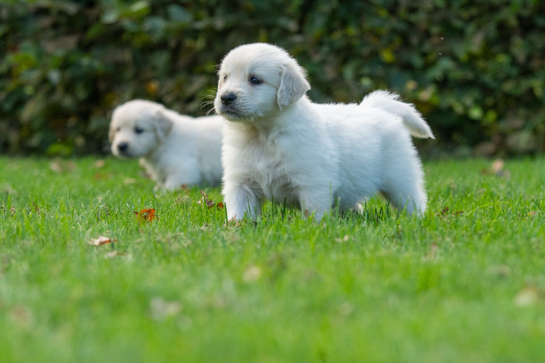 Golden Retriever pups bij Kennel van de Koeberg