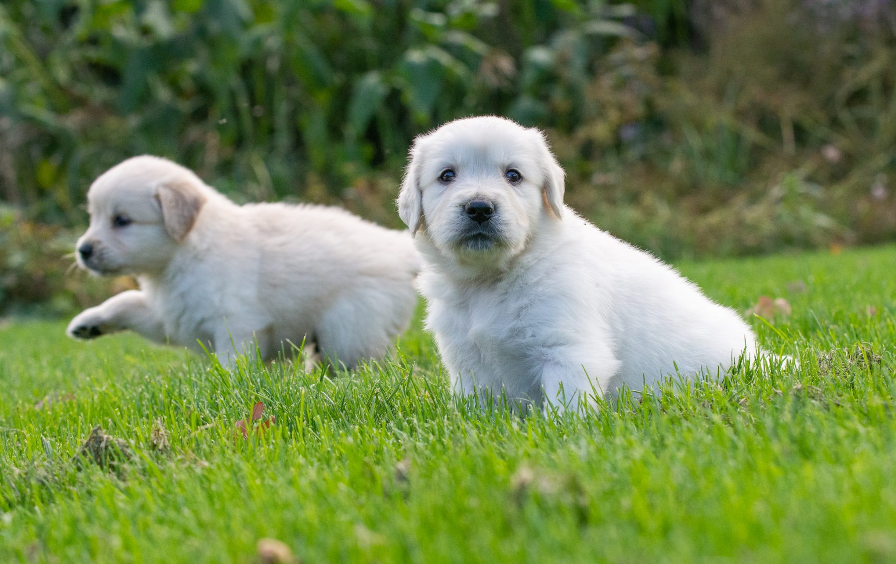 Golden Retriever pups bij Kennel van de Koeberg